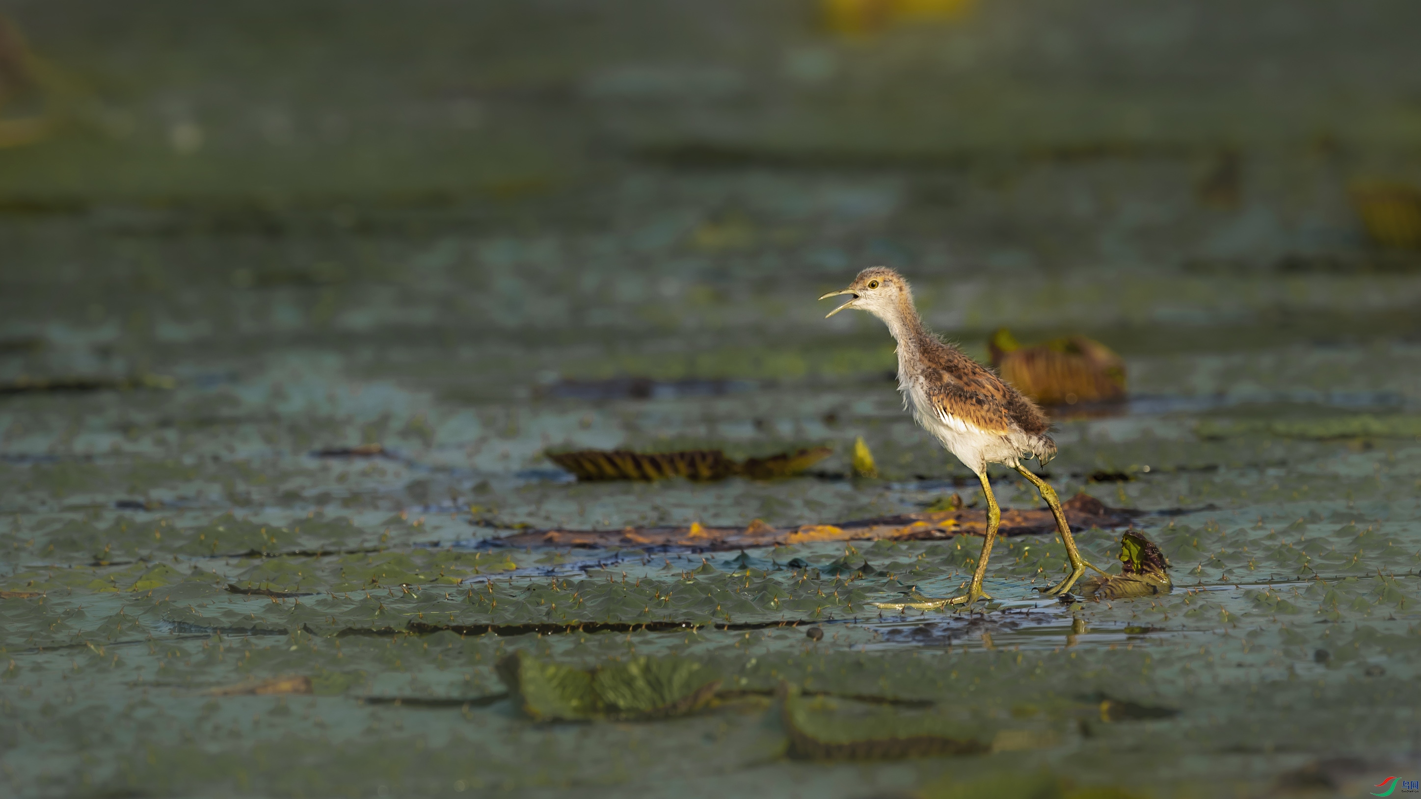 DSC_5390.jpg