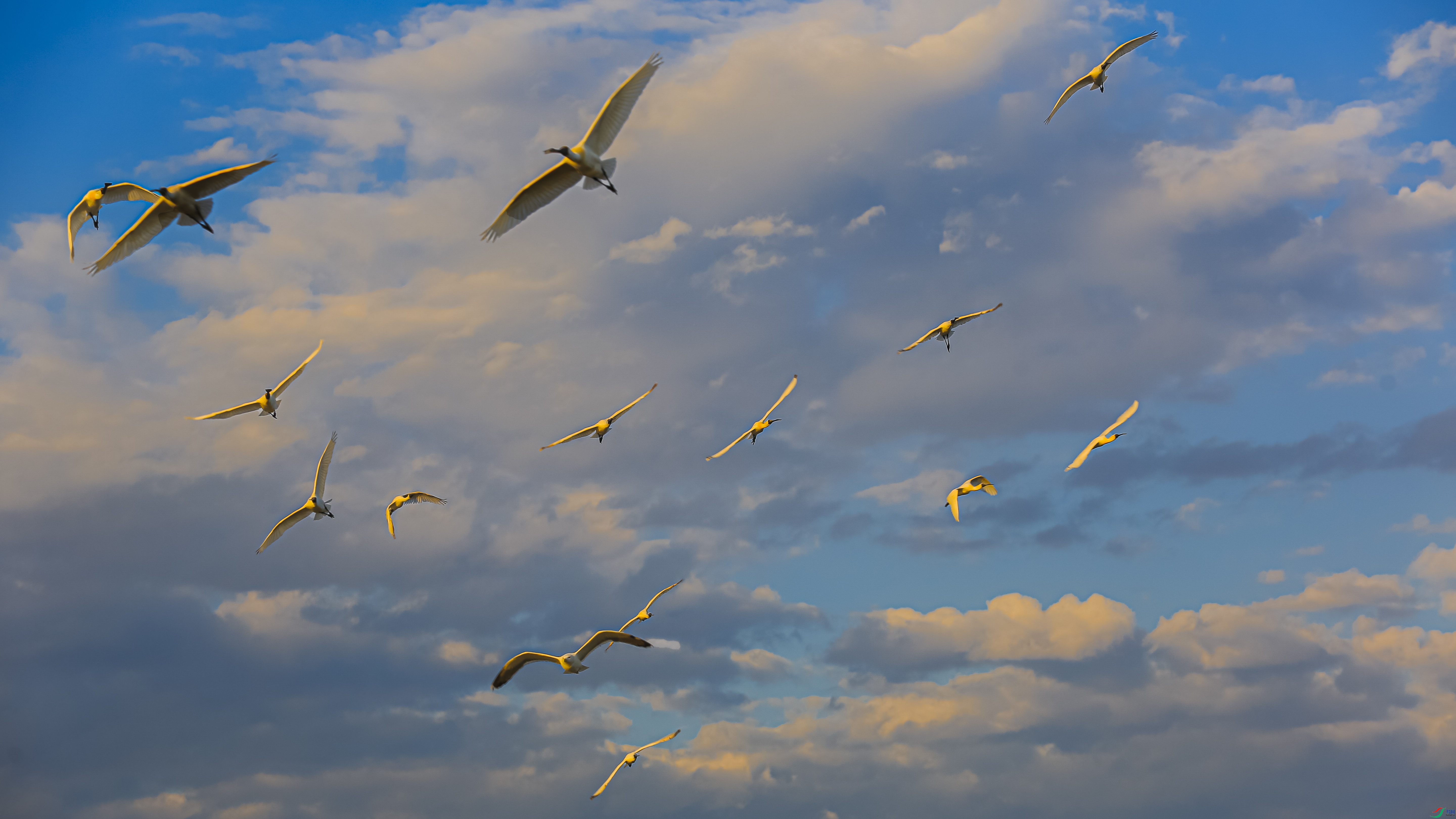 ��������