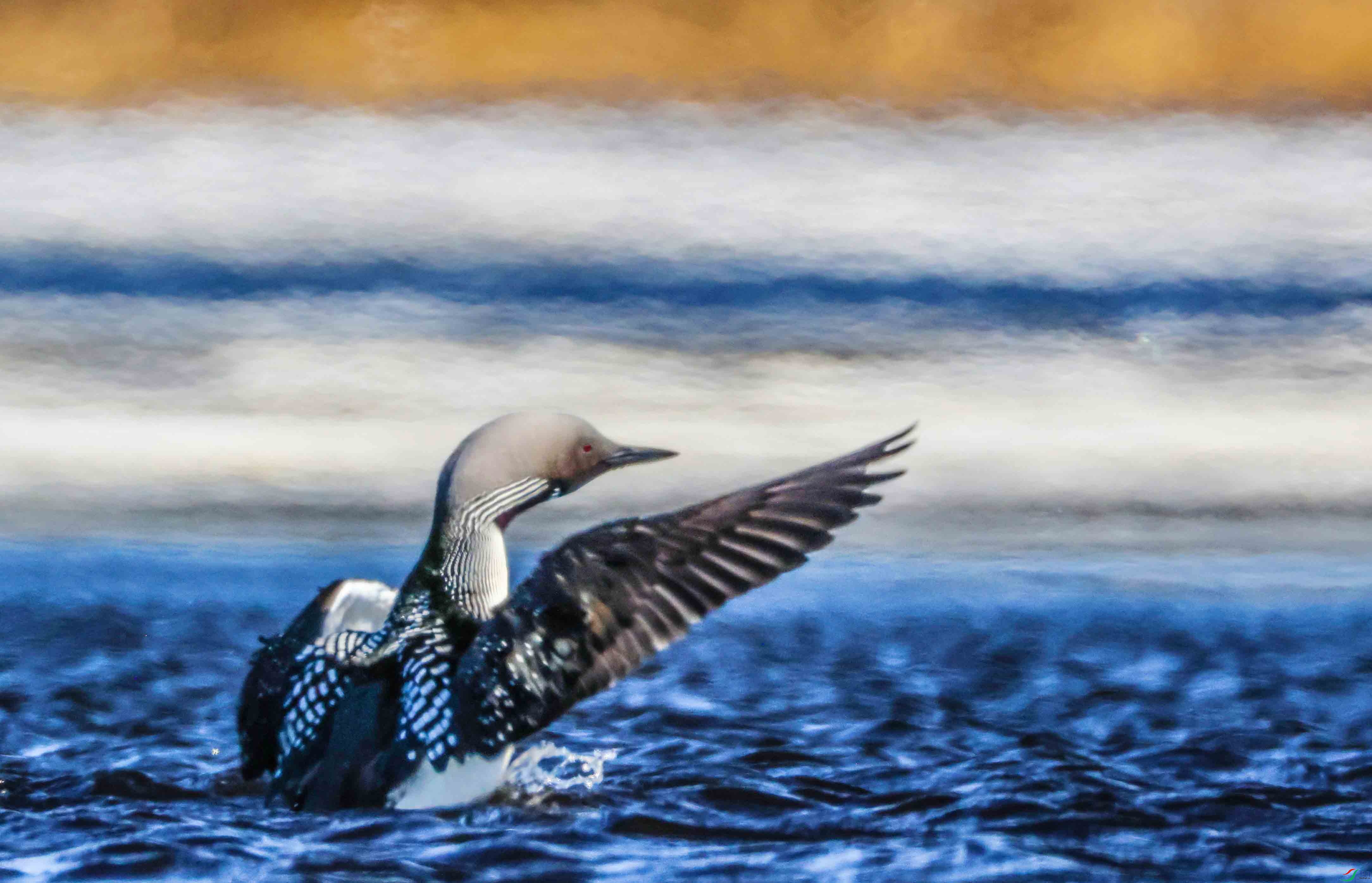 �ڷ����ĵģ��ں�Ǳ�� ����.jpg