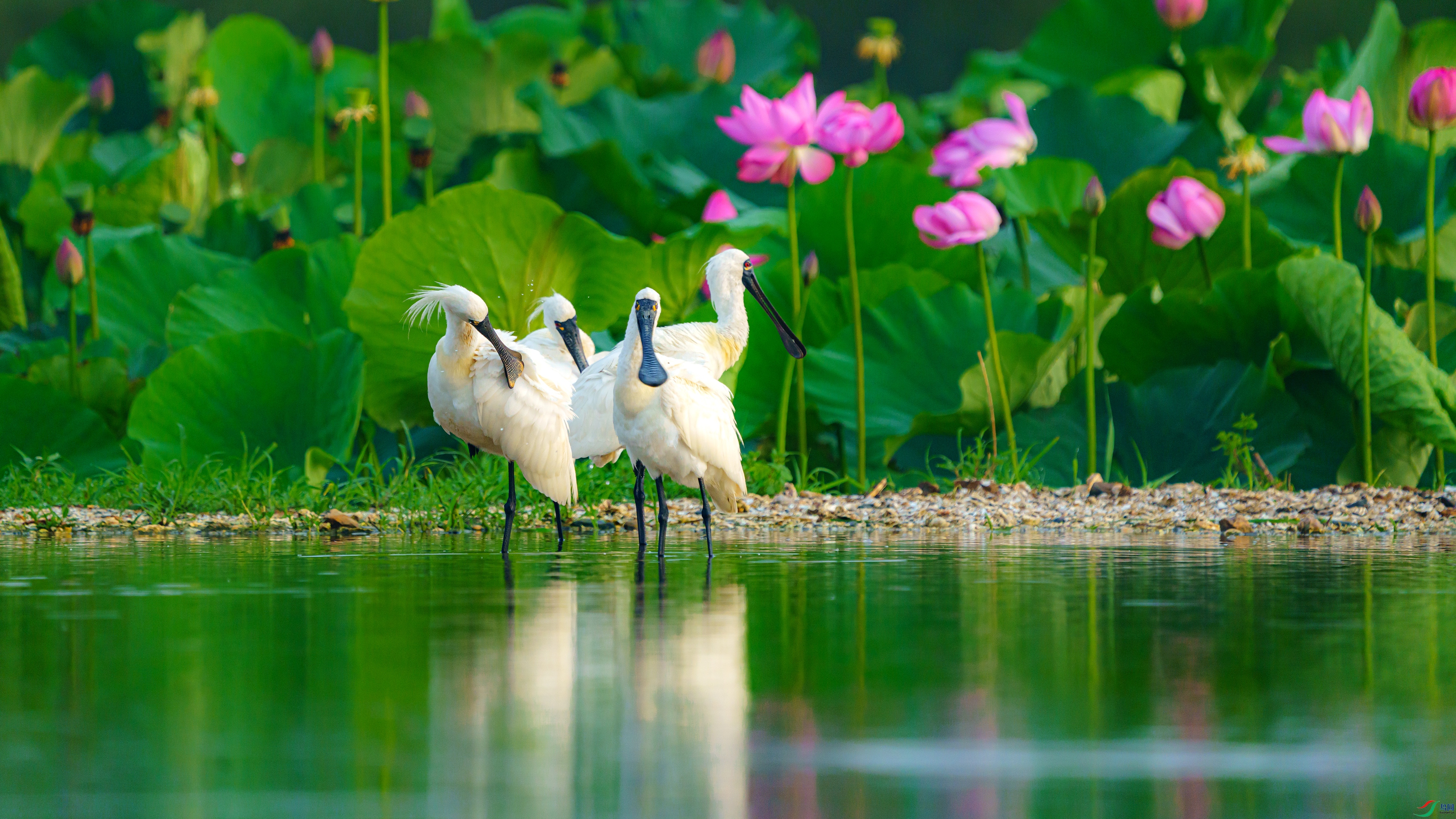 �Ծ�����ױ