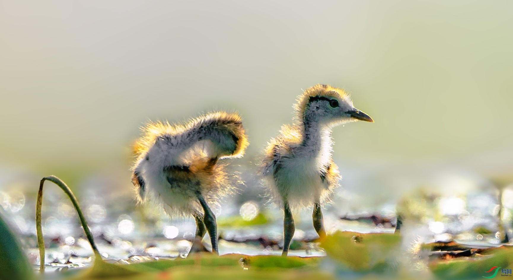 DSC08647 ����.jpg