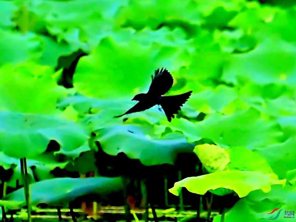 �����ϵĺھ�β