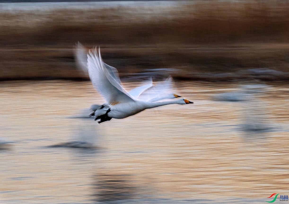 ����˫��