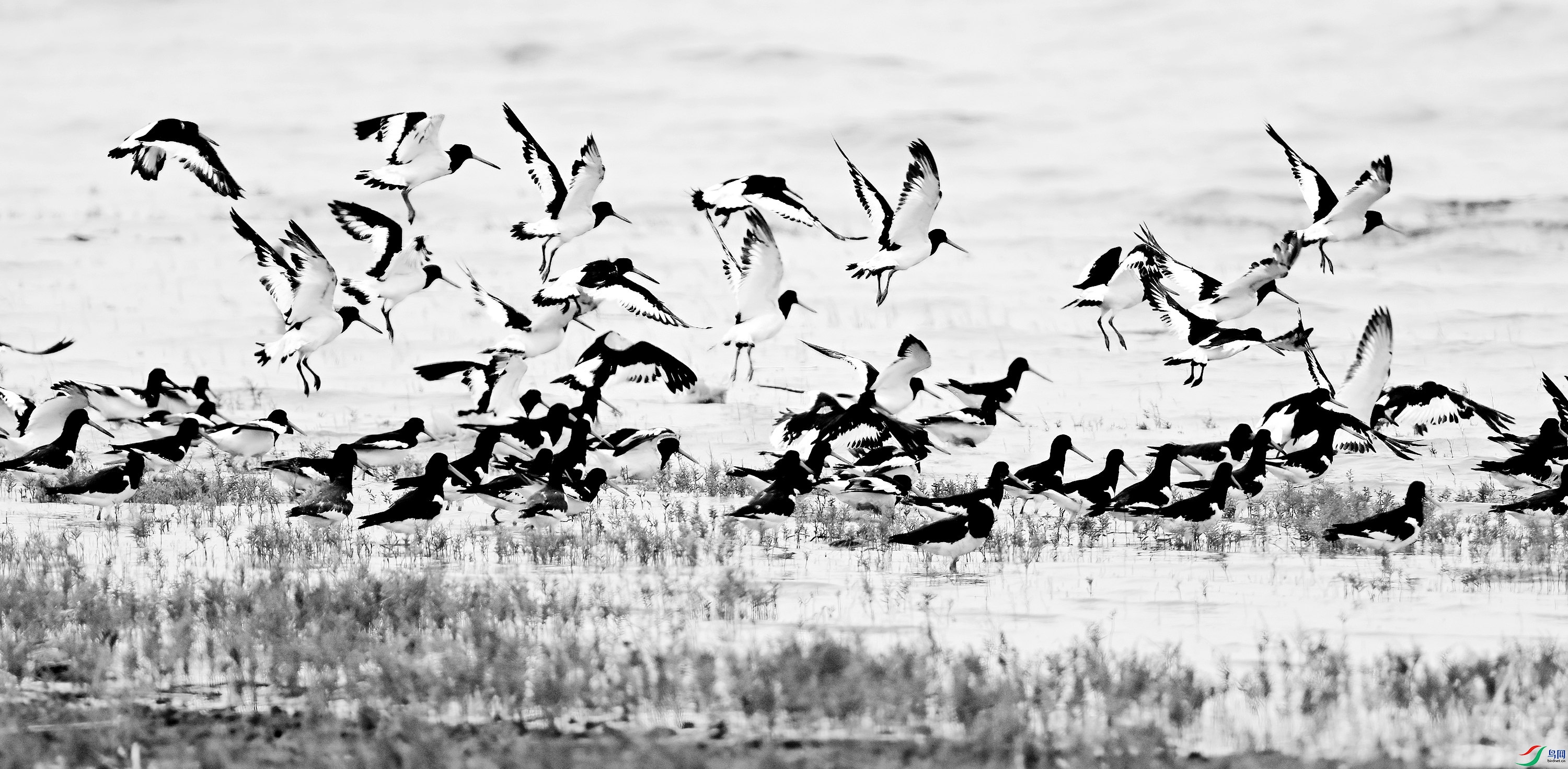 DSC_5345_����-DeNoiseAI-denoise_����_����_����.jpg