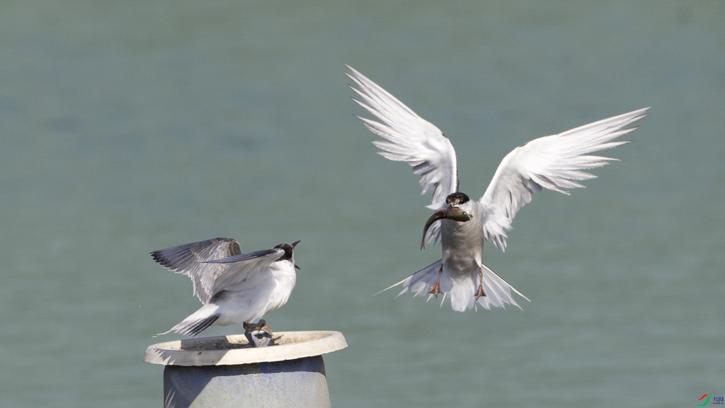 ������С��Ÿ����