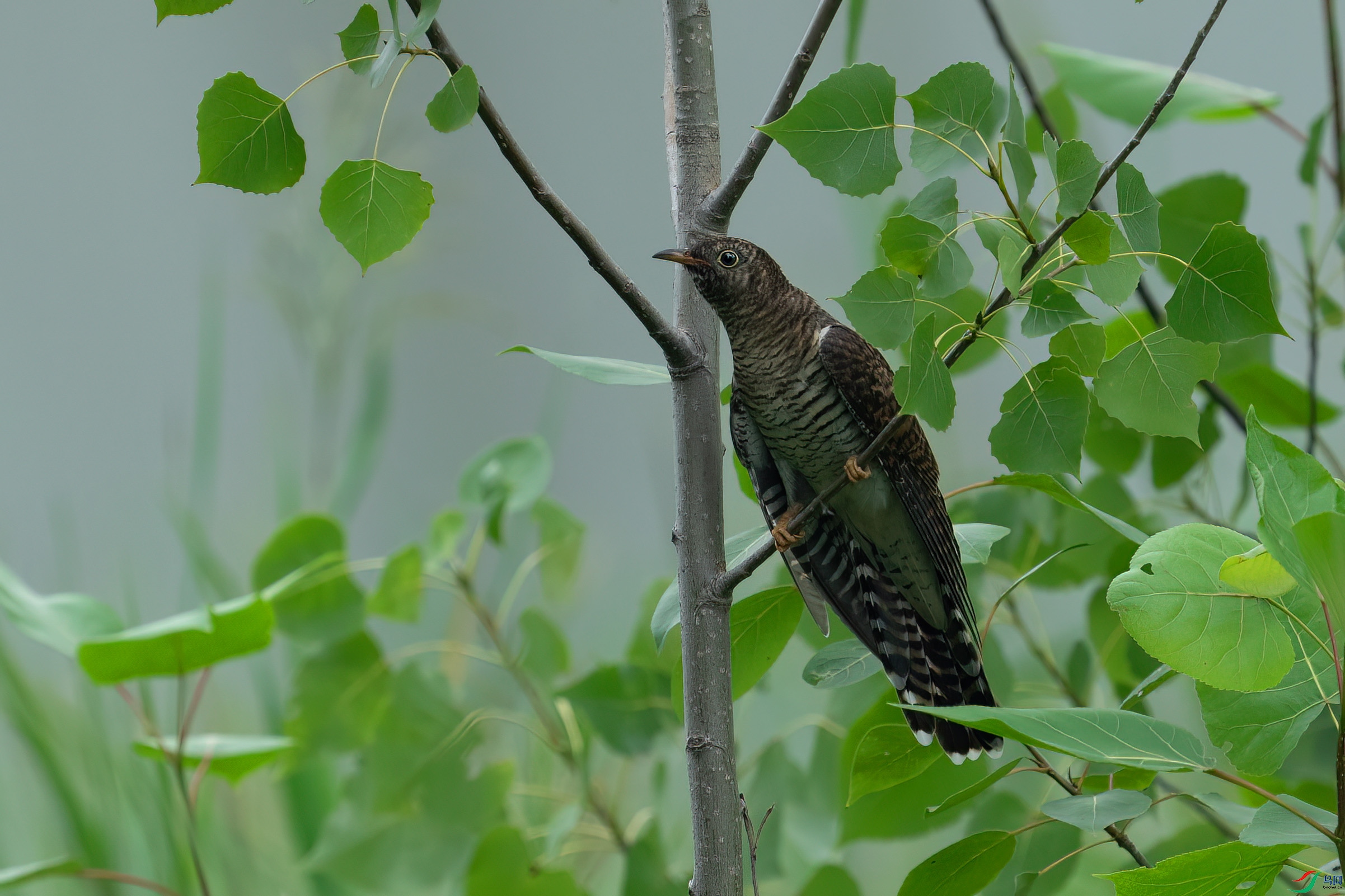 _DSC9923 ����.jpg