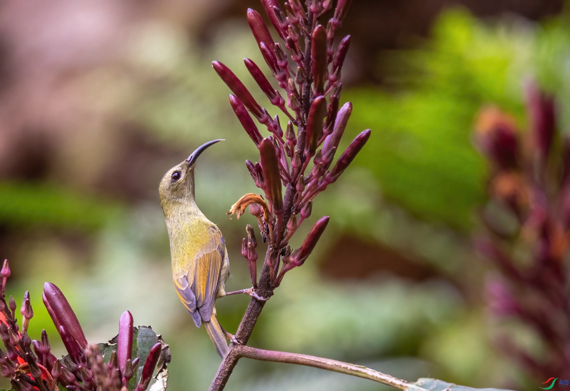 DSC_7667-1.jpg
