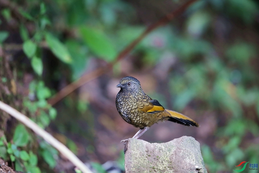 ���� IMGL7738.JPG