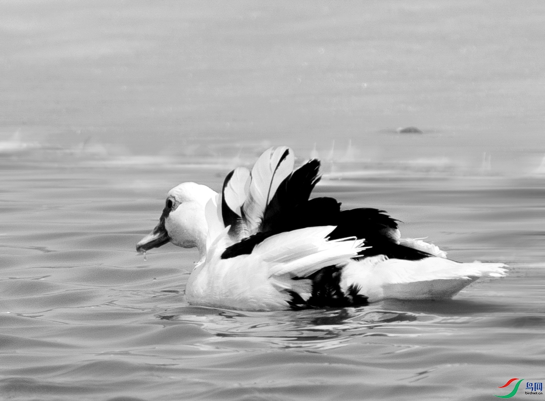 DSC01030 ����_����.jpg