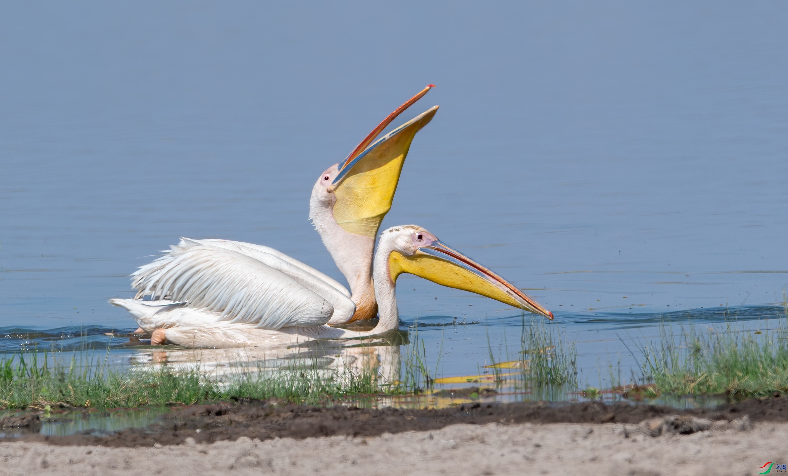DSC_9625-1.jpg