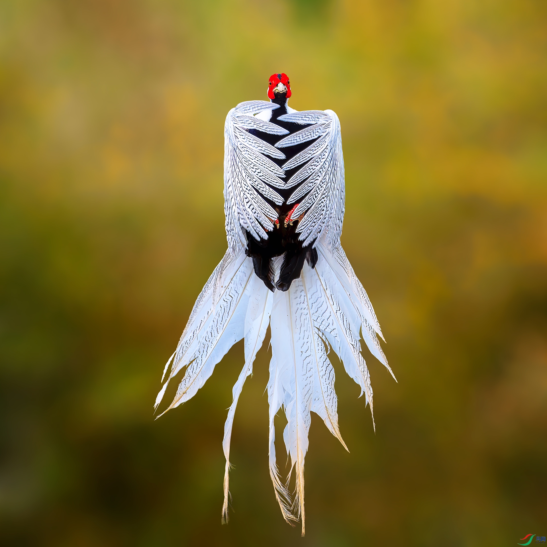 0_DSC6692-NEF_DxO_DeepPRIMEXD0.jpg