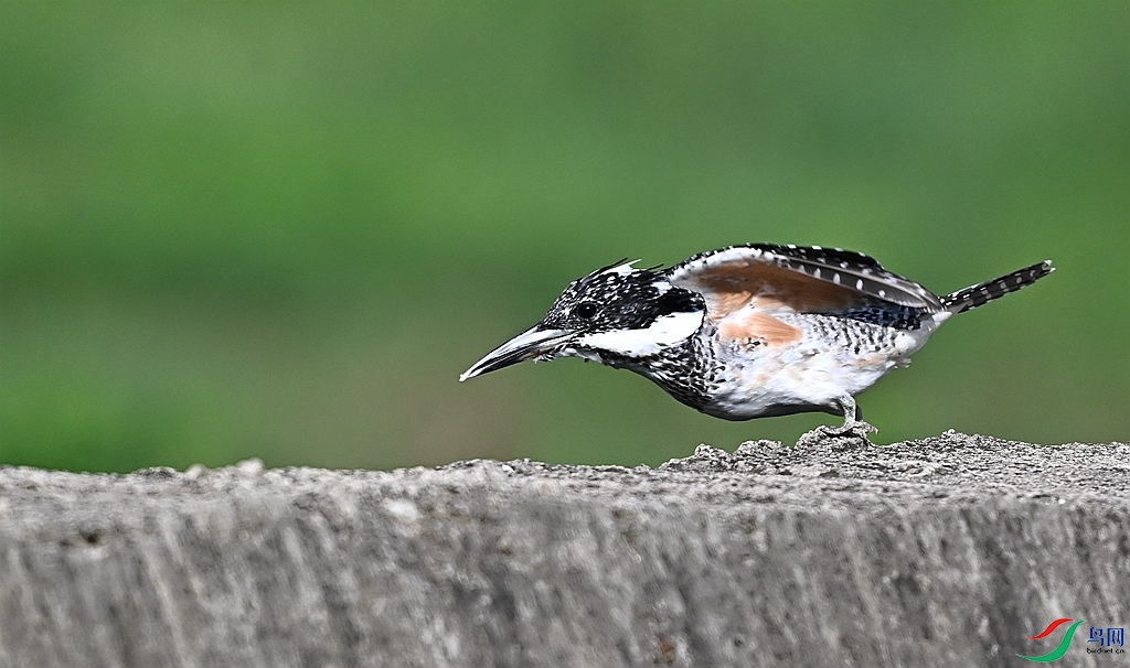 DSC_8764.JPG