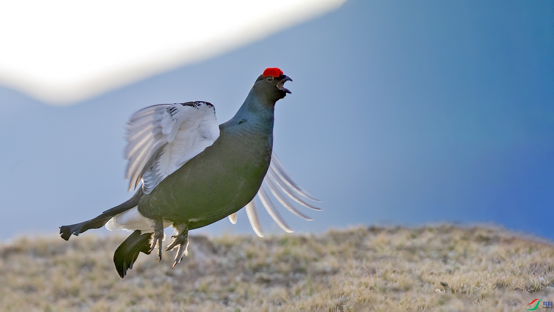 DSC_312nn9.jpg