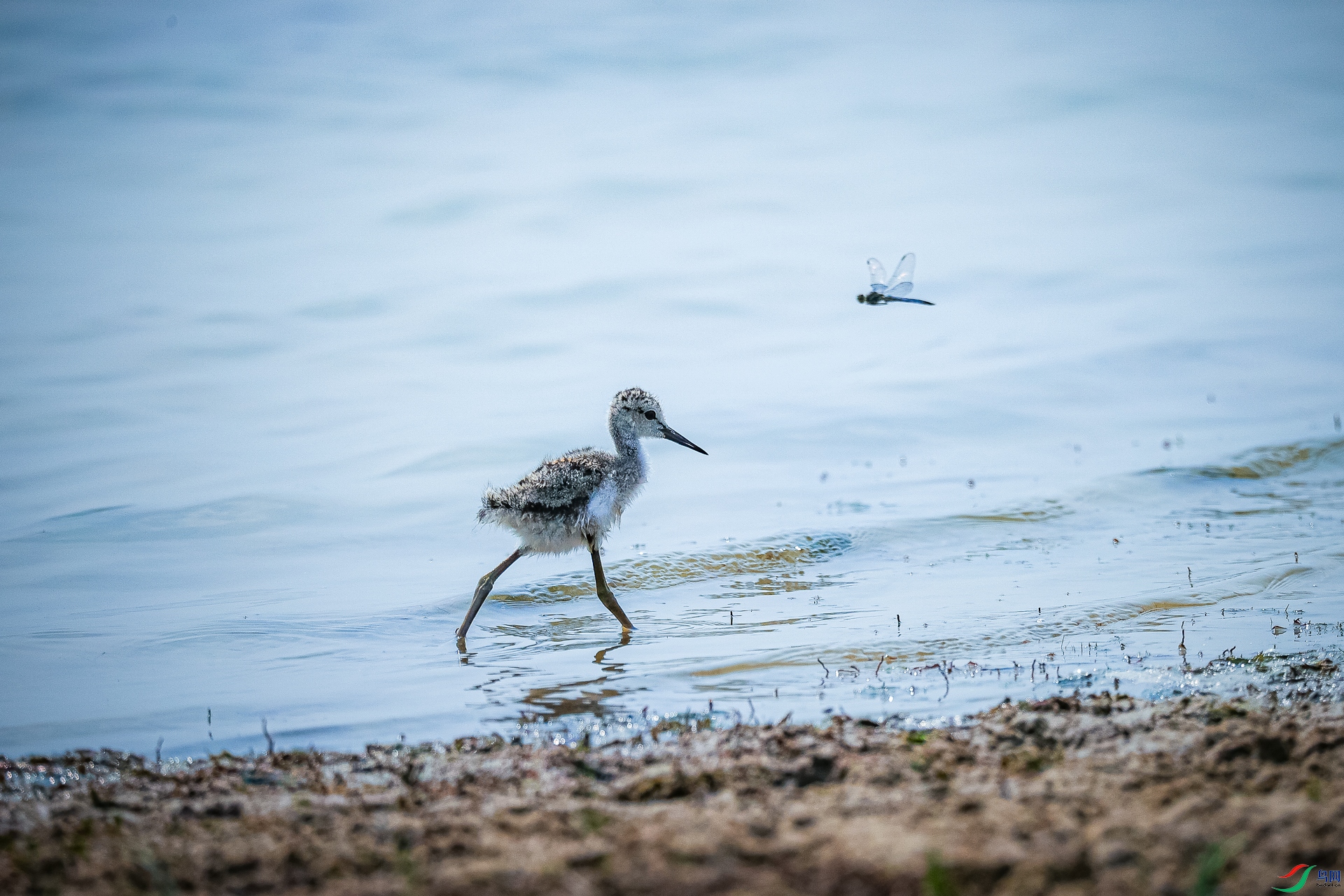 СС������ٷ���