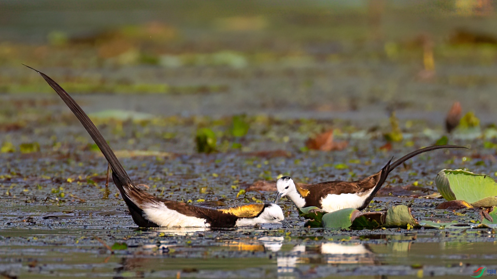 407A5194 ����-Sha---1 .jpg