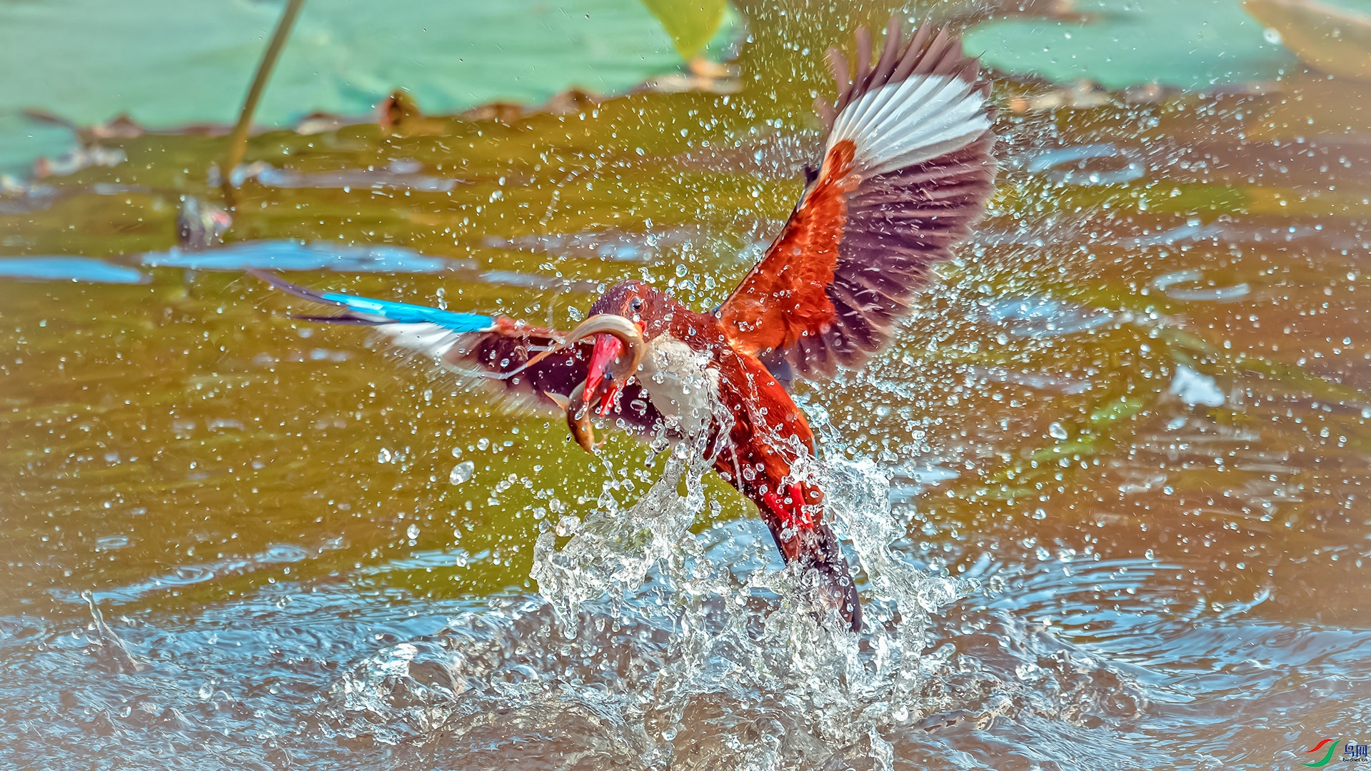 2018��DSC_5173.jpg