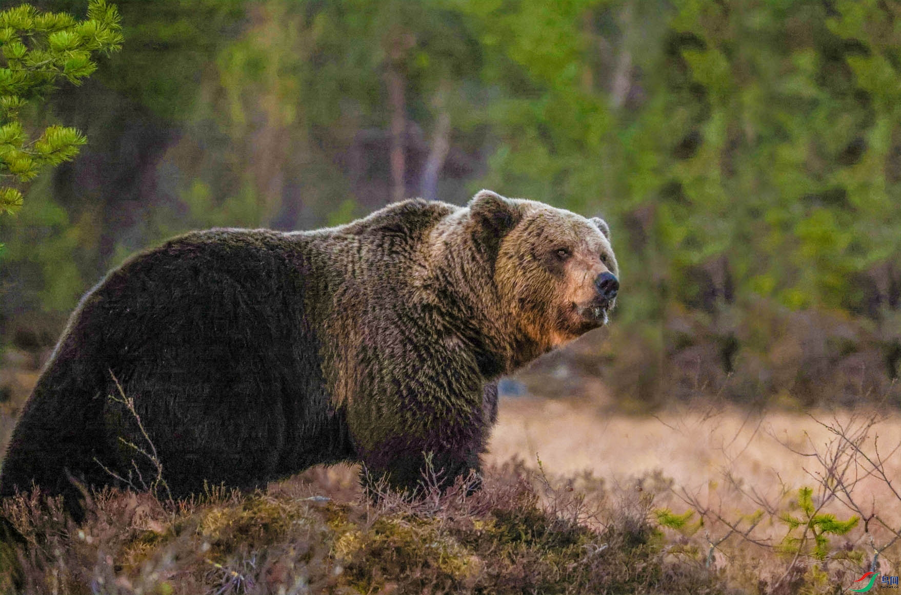 �ڱ�ŷ�ĵ����ܣ��賿�ĵģ� ����.jpg