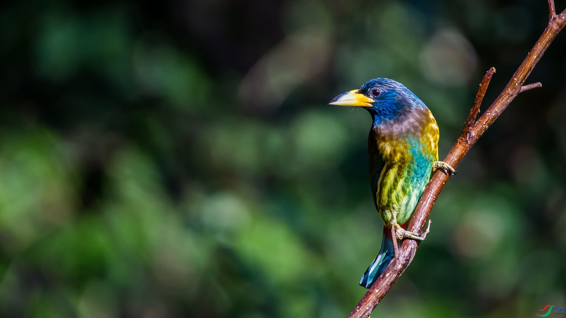 ������ľ��