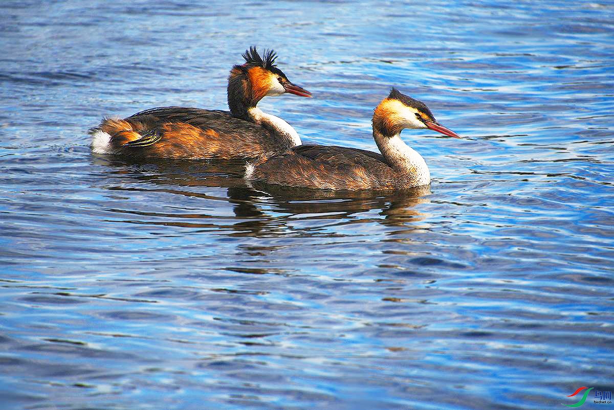 DSC_3513 - ����_.jpg