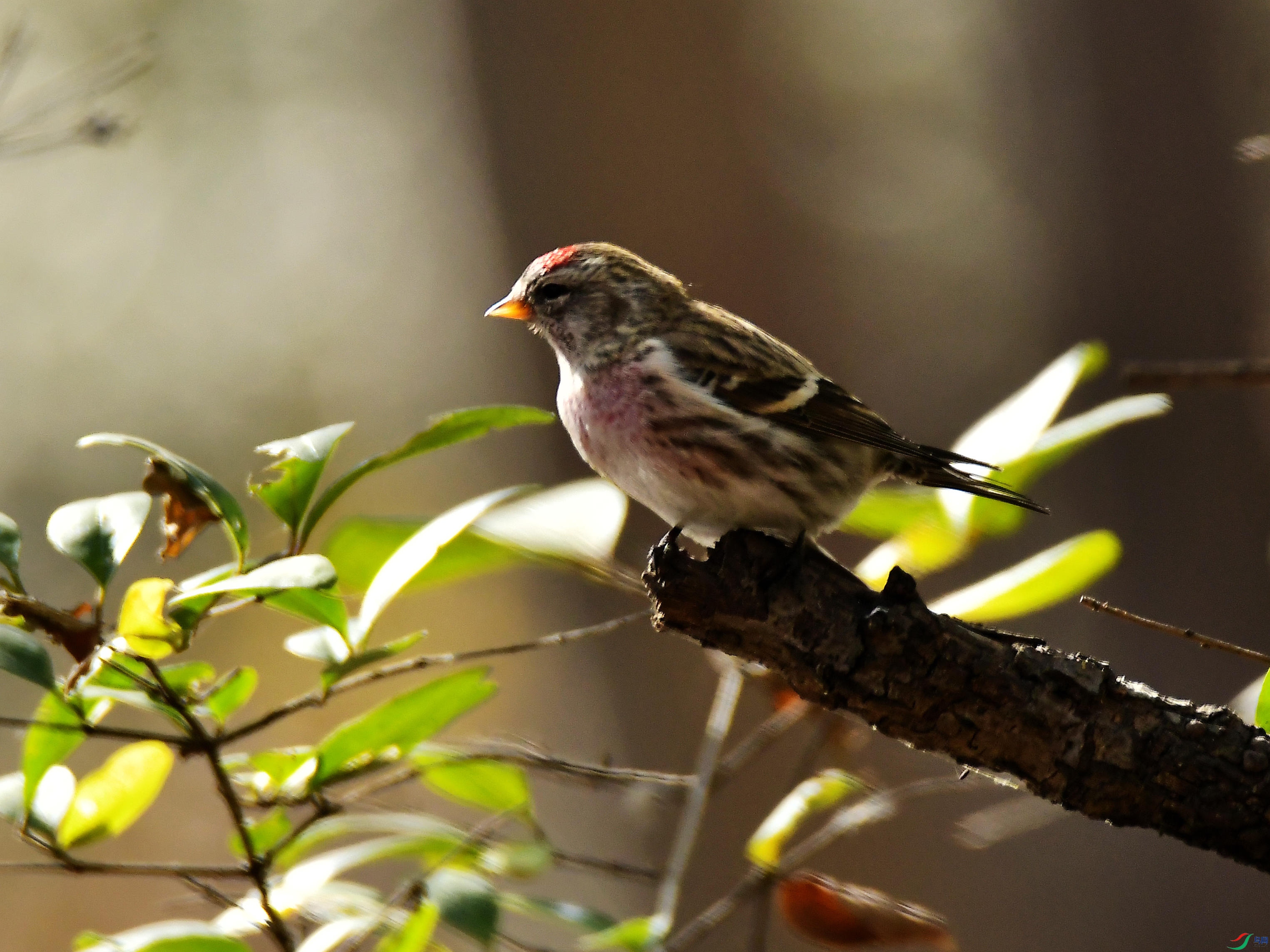 �����춥ȸ