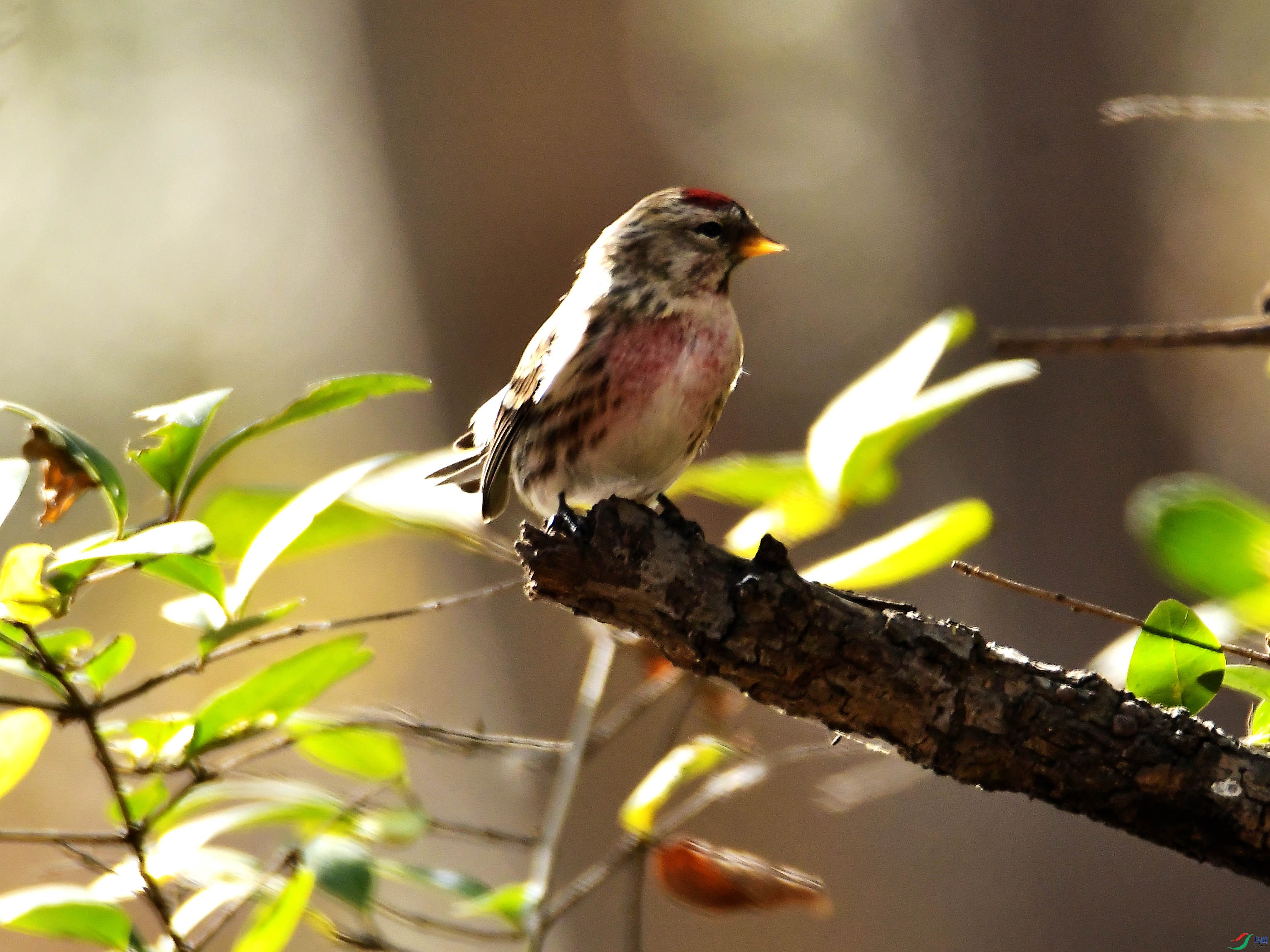 �����춥ȸ