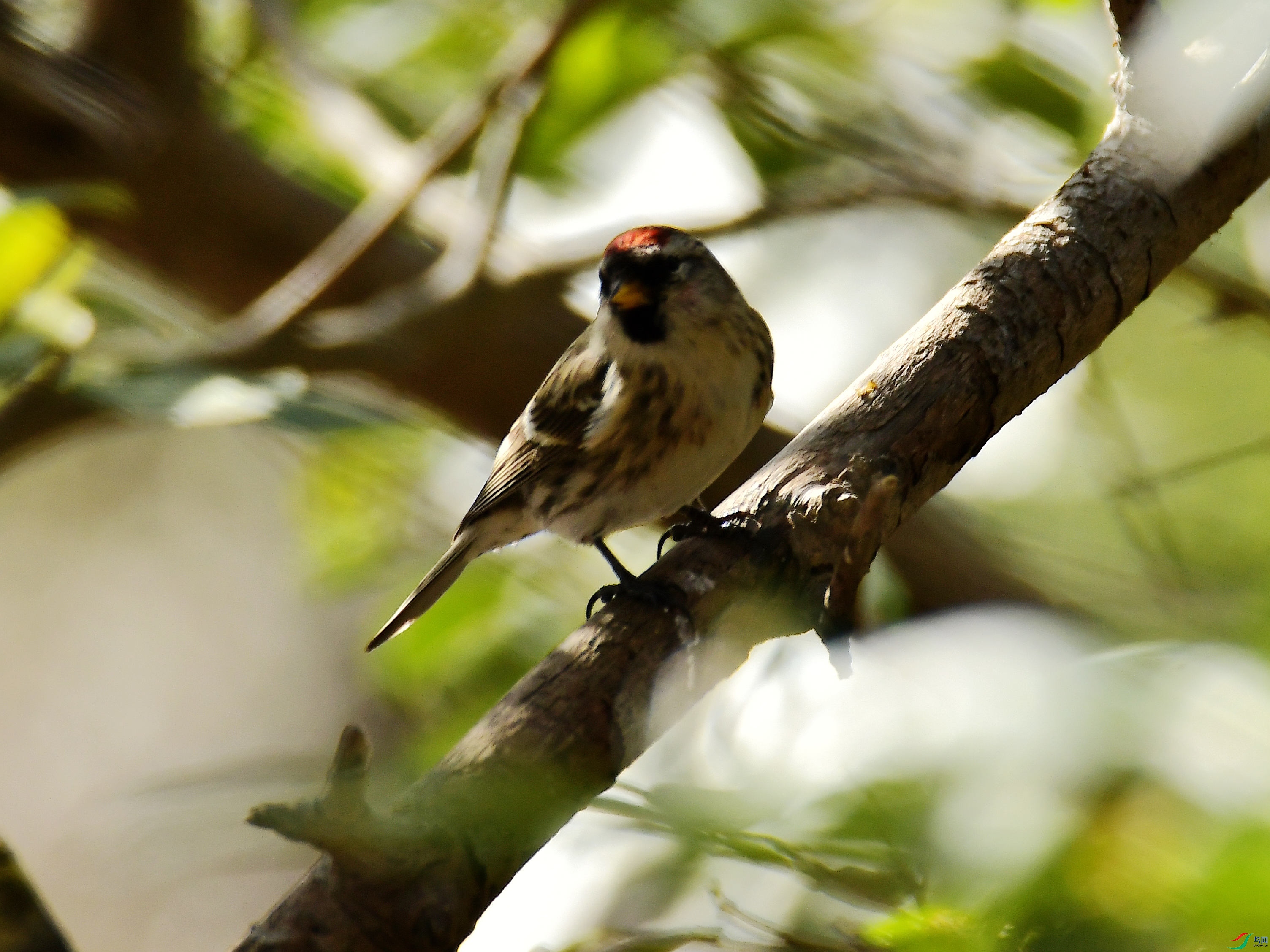 �����춥ȸ