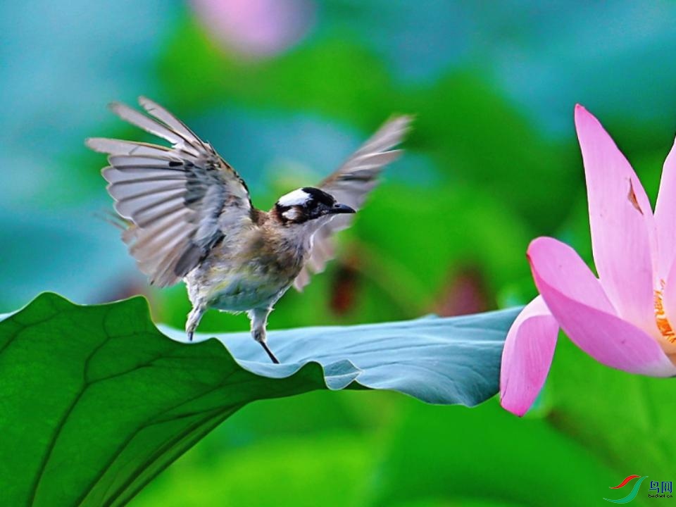 �ɻ��ϵİ�ͷ��