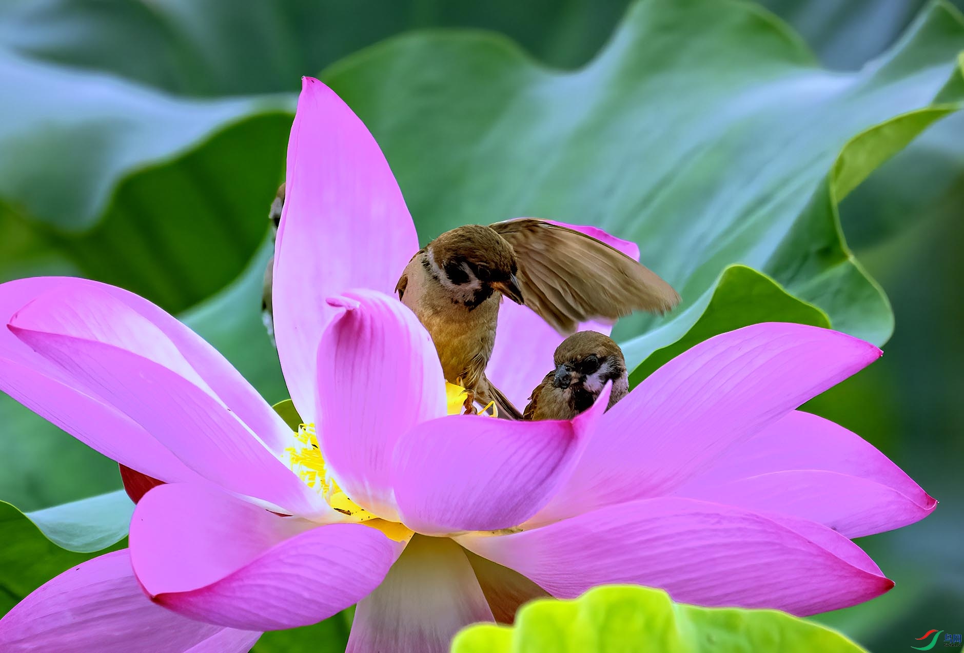 Ϊ���ڷ絲��