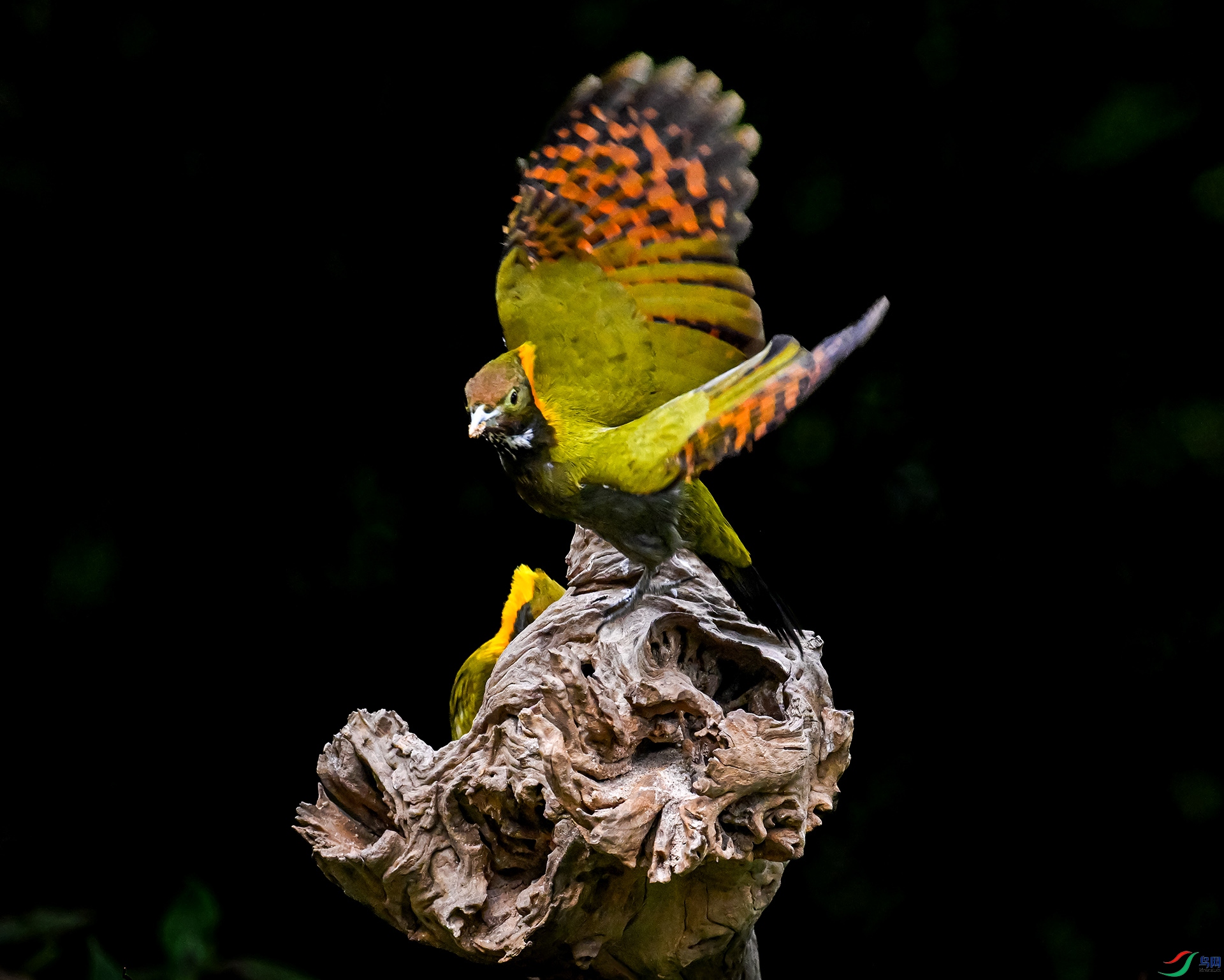 �ƹ���ľ��