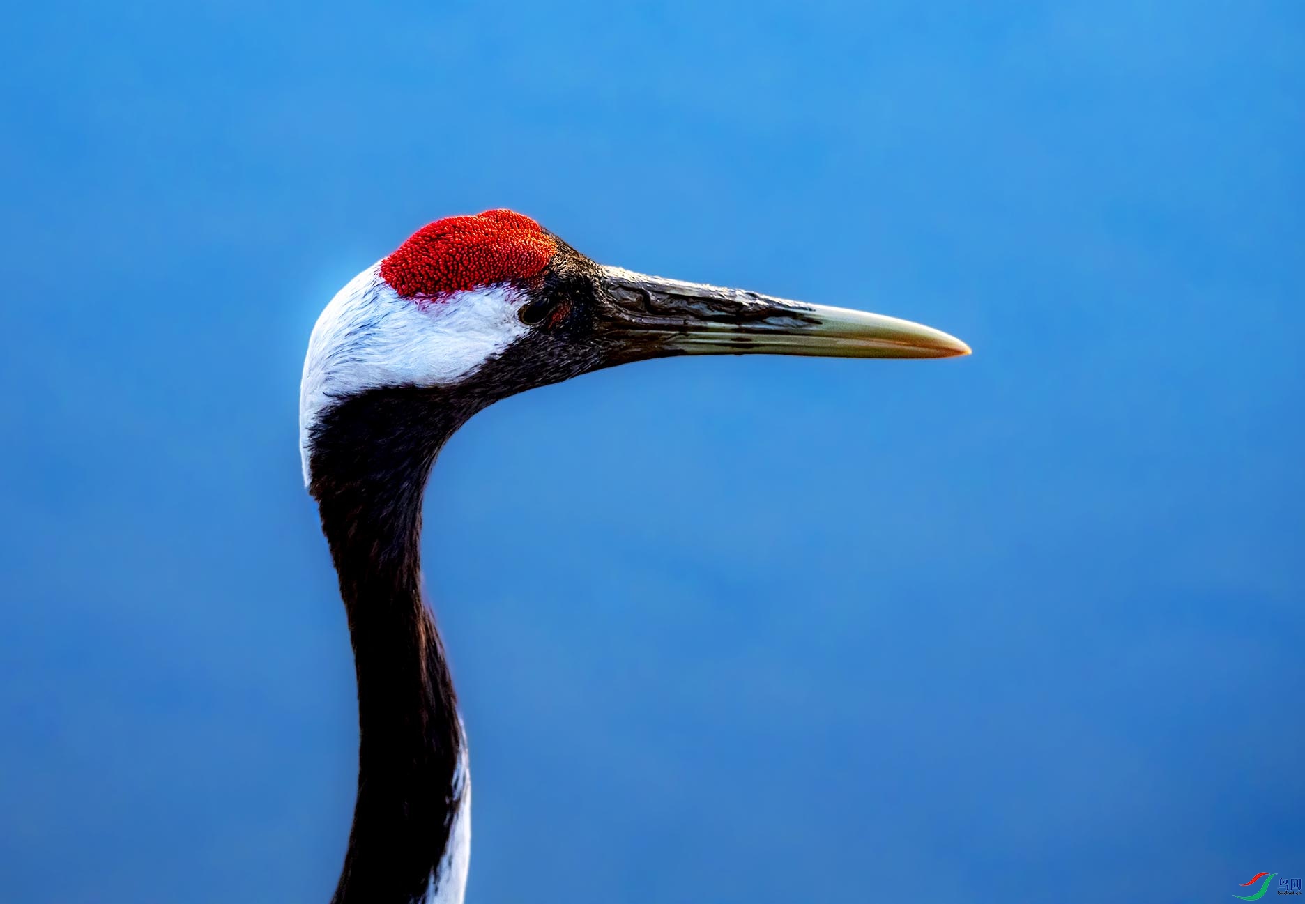 ���һĨ��