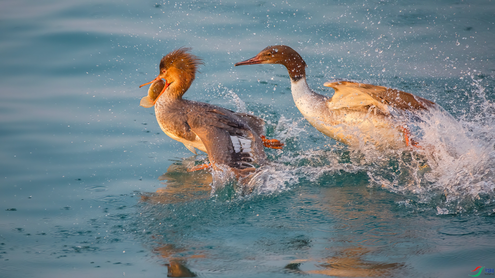 ������ɳѼ����ͨ��ɳѼ