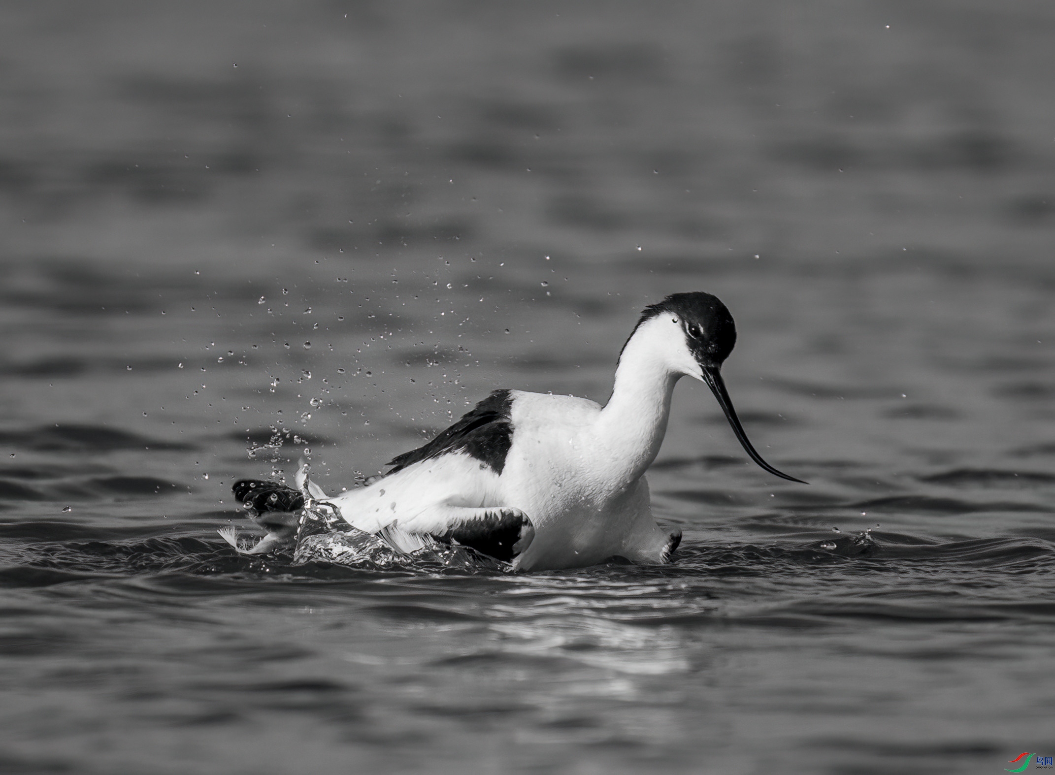 DSC01265 ����_����.jpg