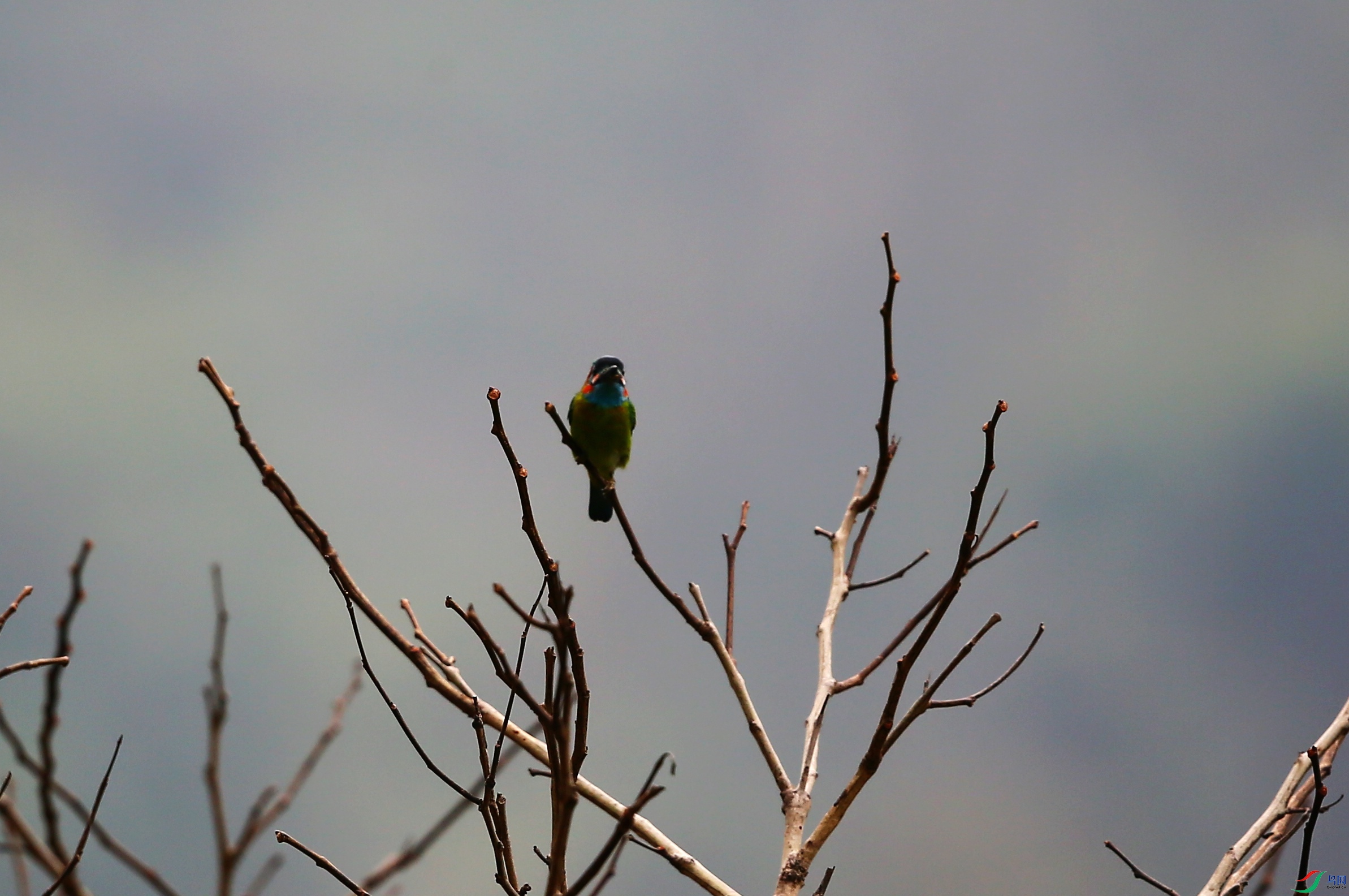 ��������ľ�� (5).JPG