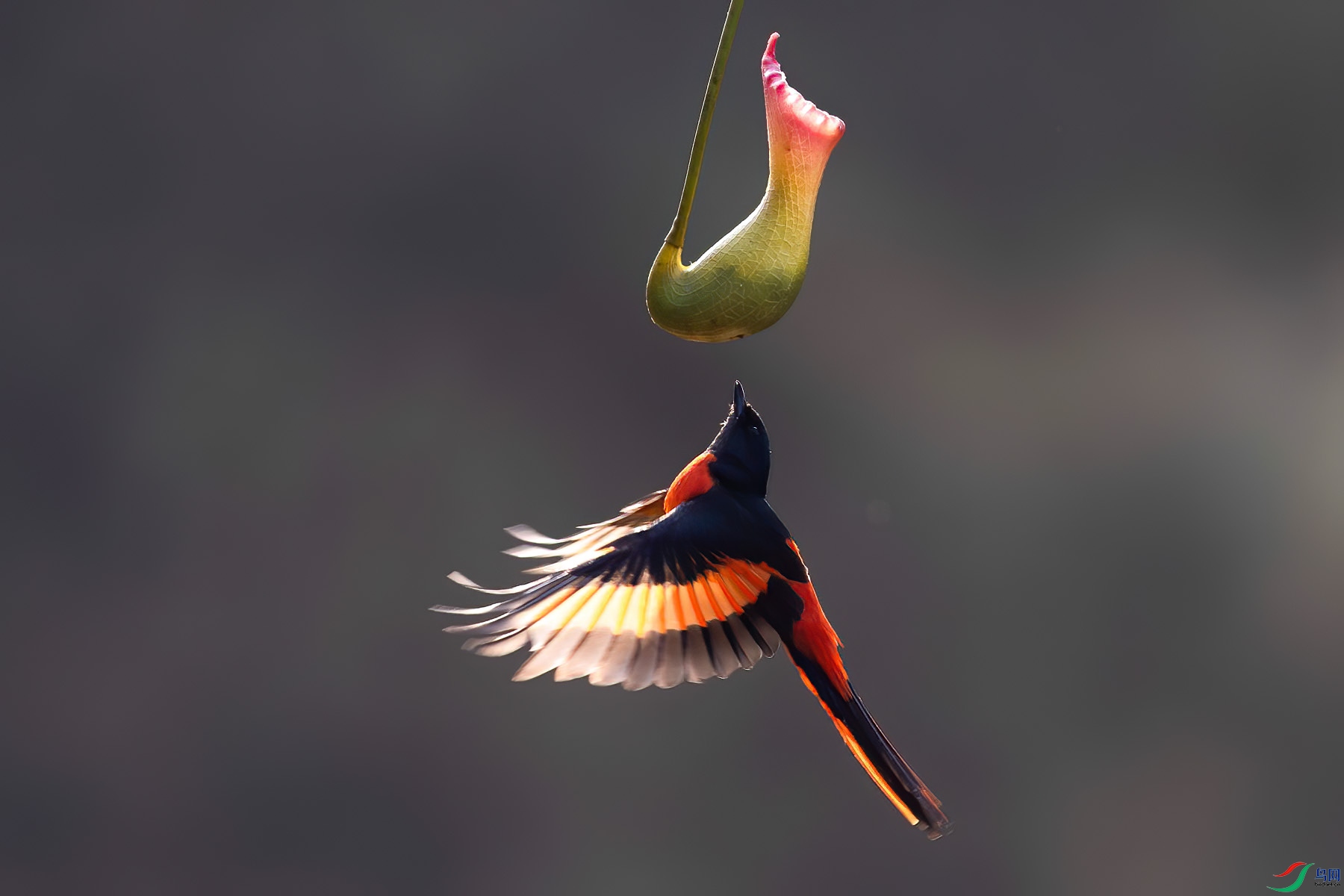 ���ɽ����