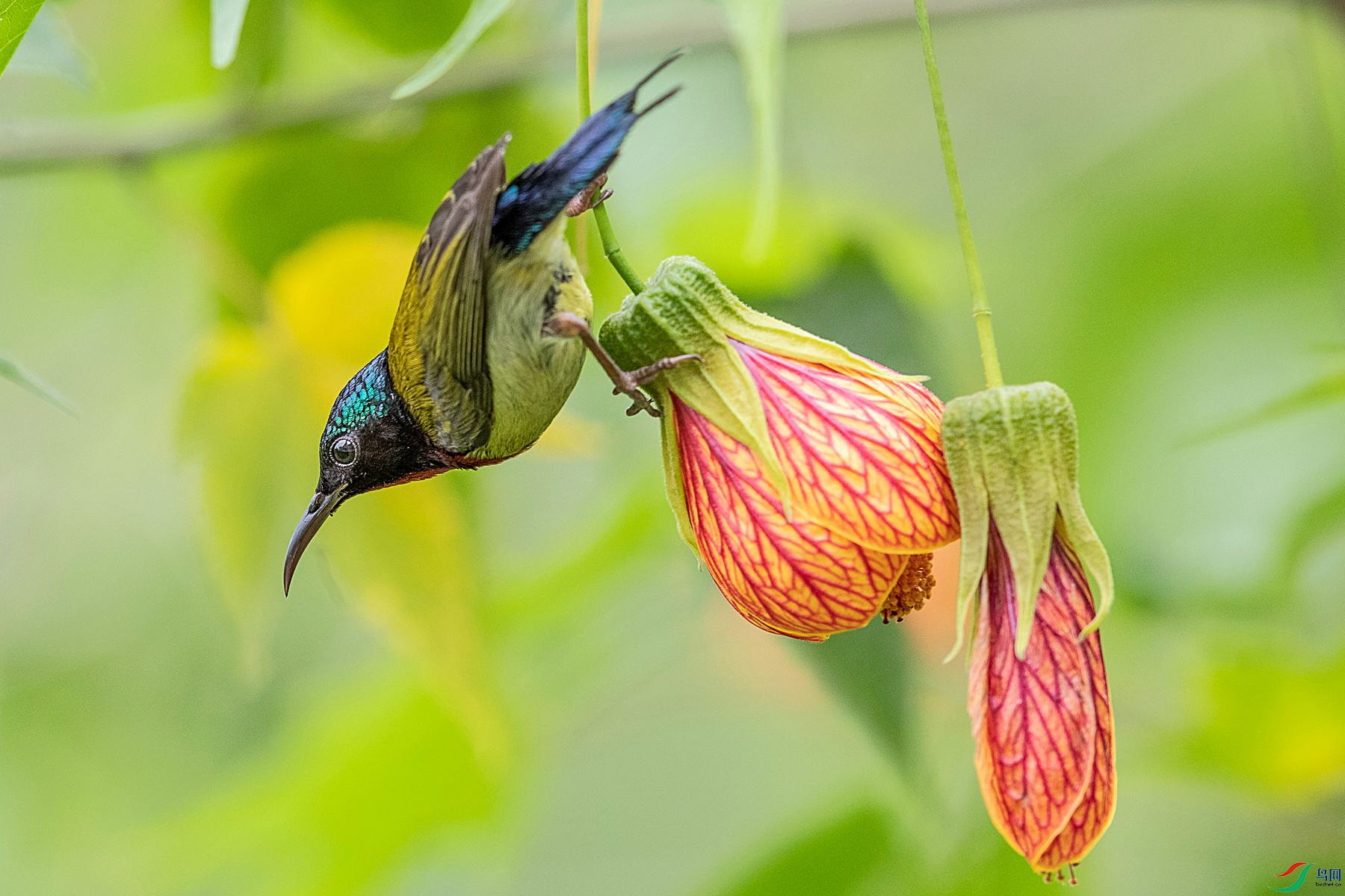 ��β̫����