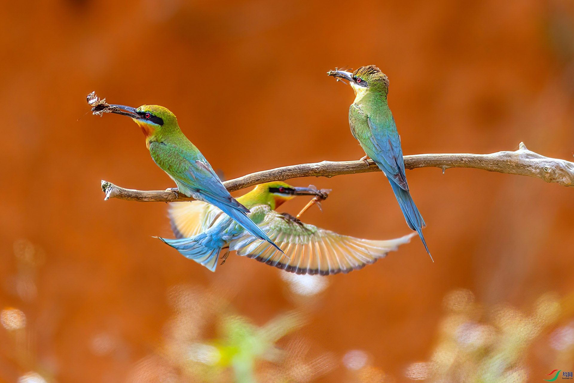 407A6972 ����-Sh---1  .jpg