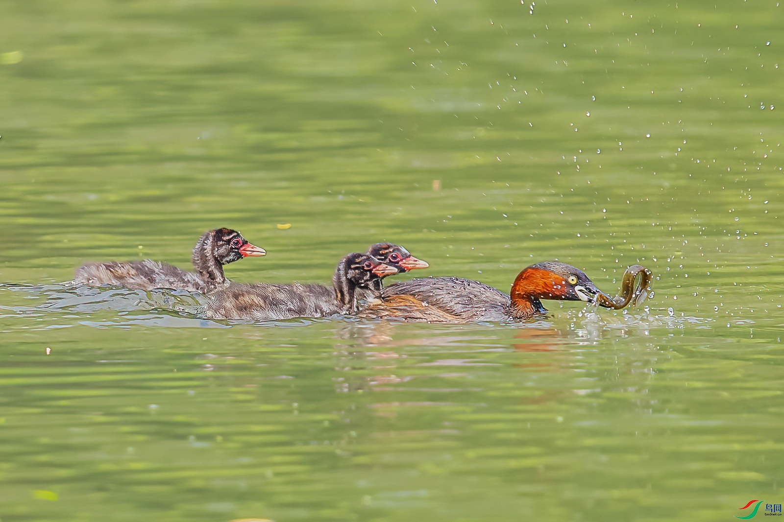 C09R5319 ����.jpg