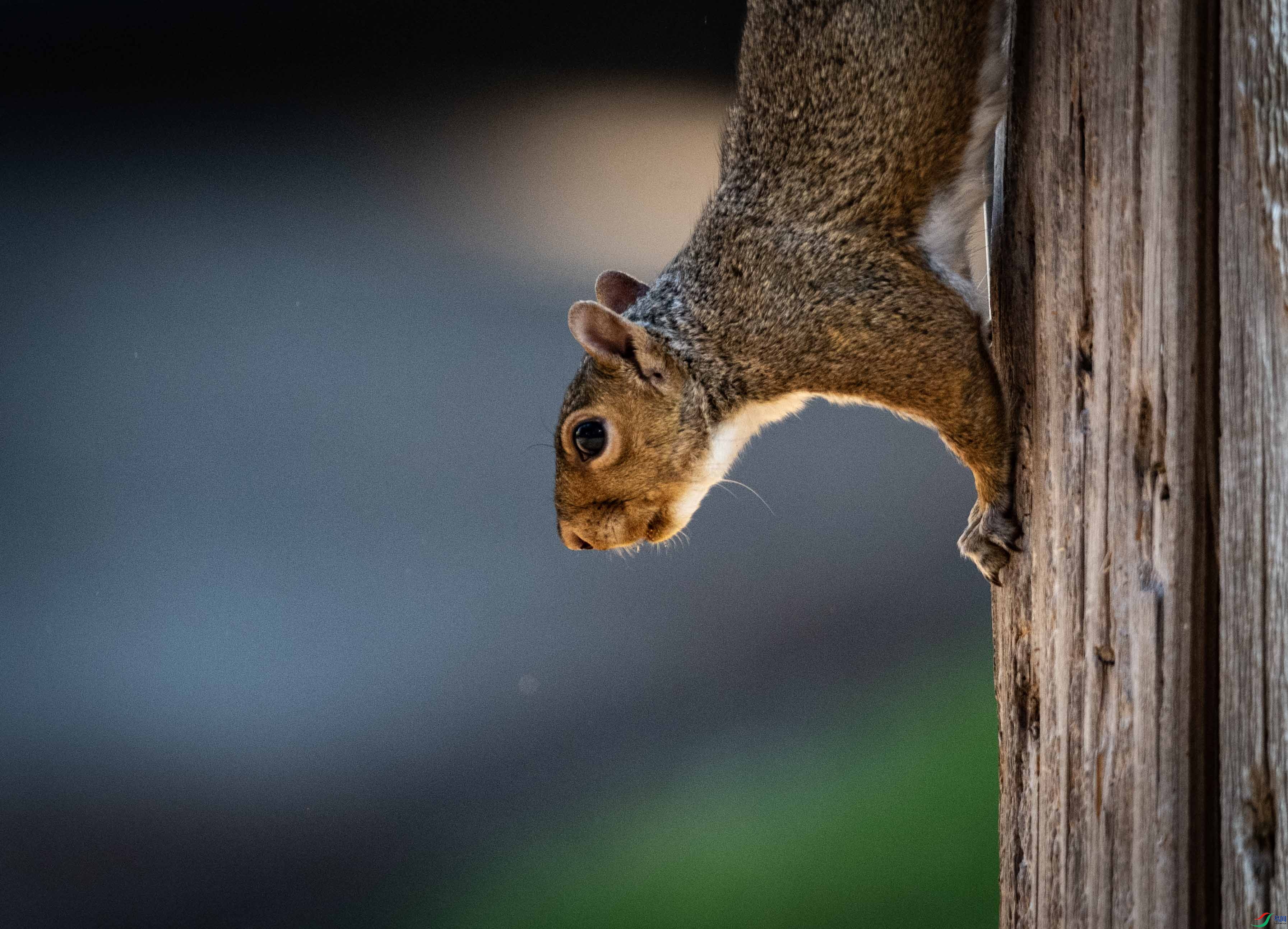 DSC_9222 ����2.jpg