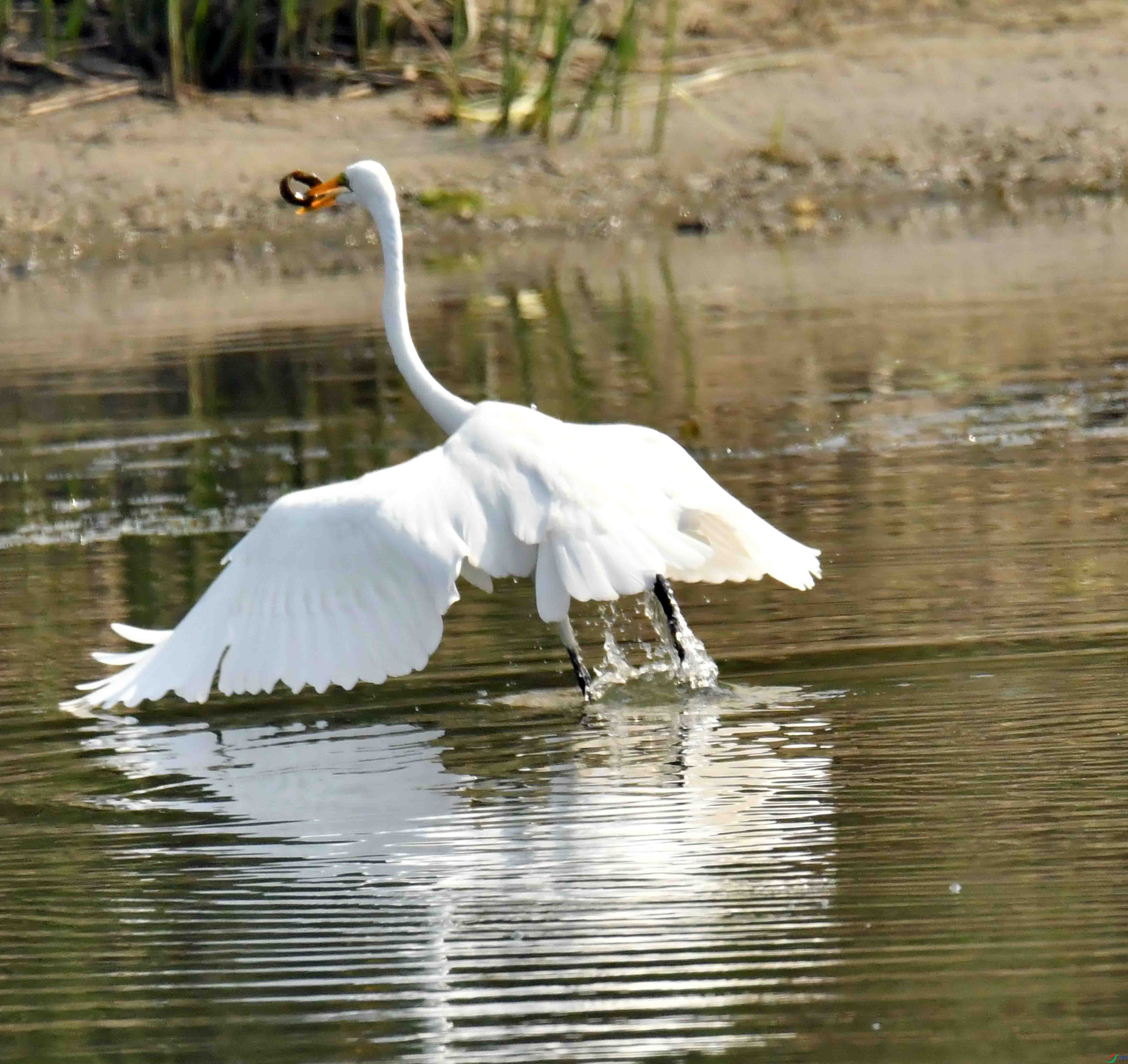DSC_3300.JPG