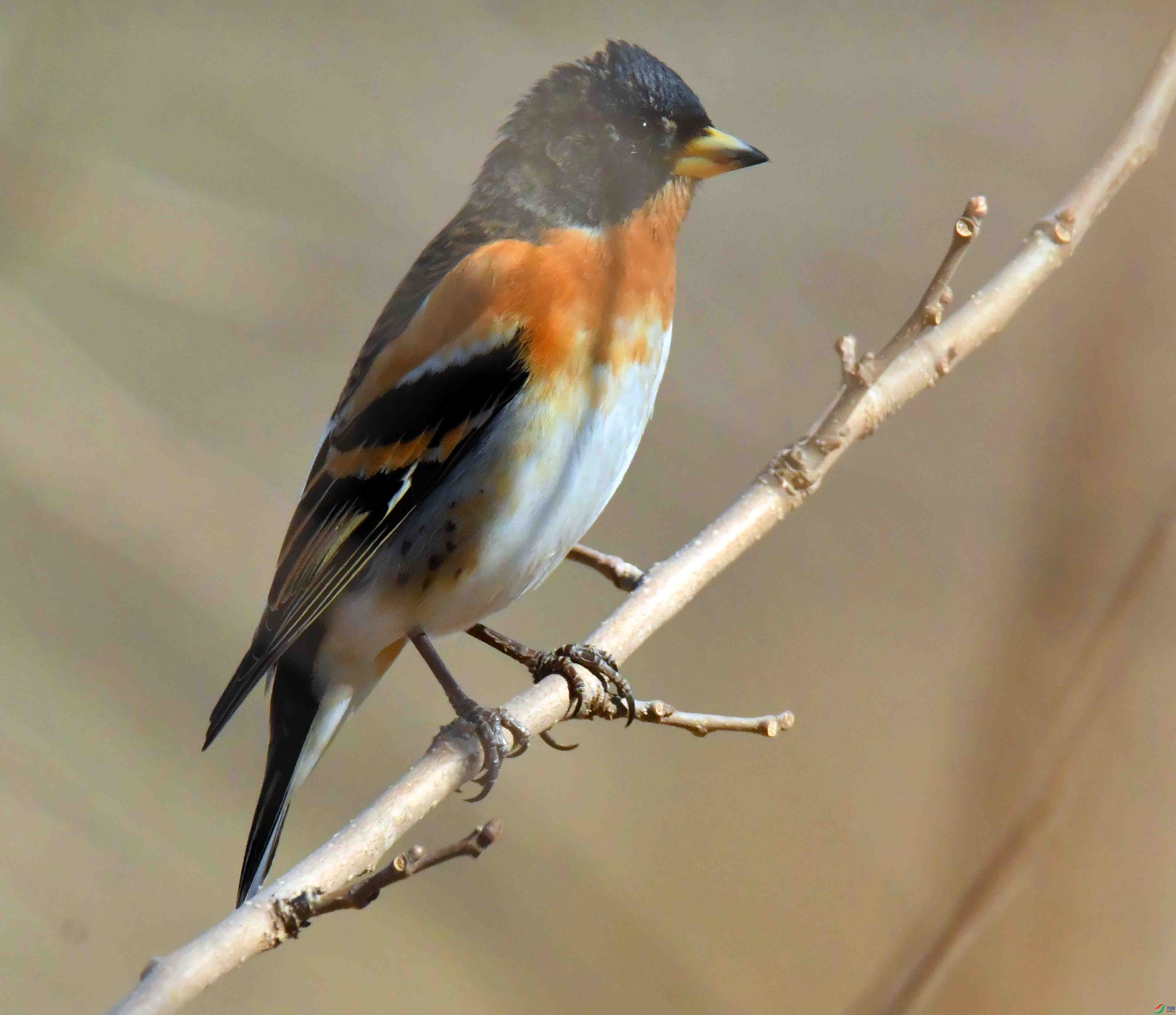 DSC_2351.JPG