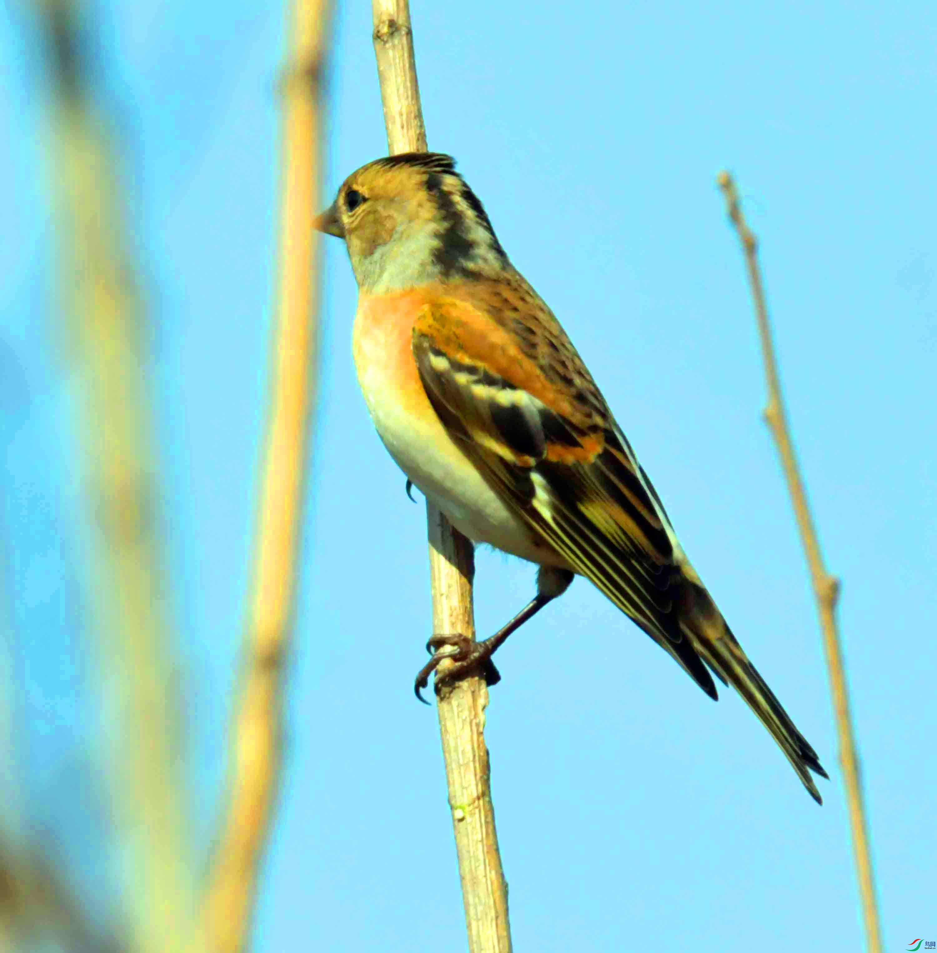 DSC_2887.JPG