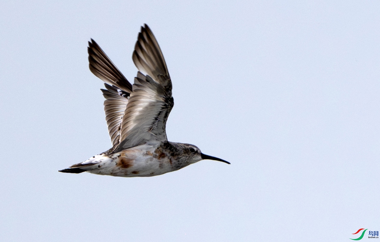 DSC_7752-����ǿ-NR ����.jpg