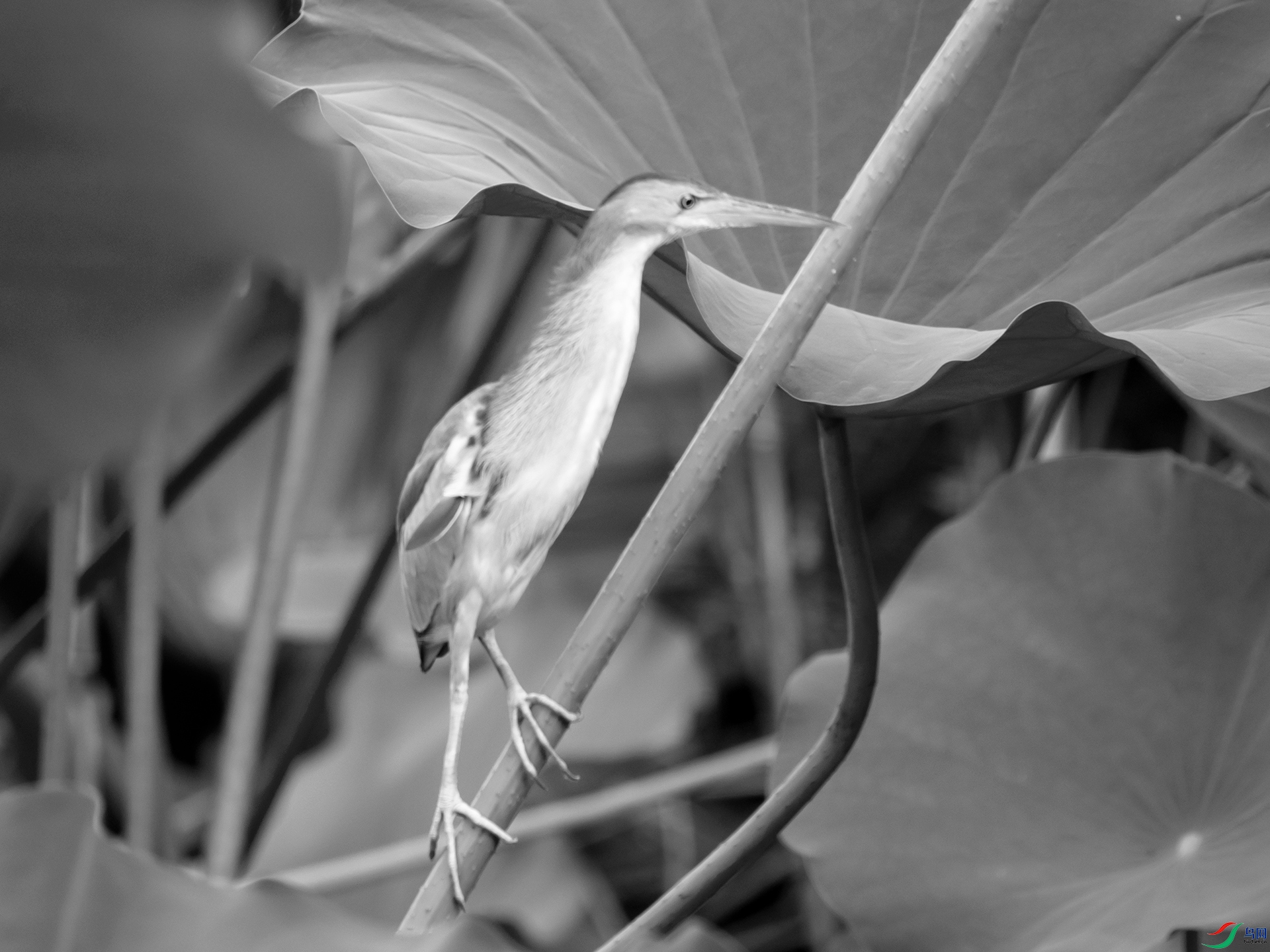 P8110461.jpg