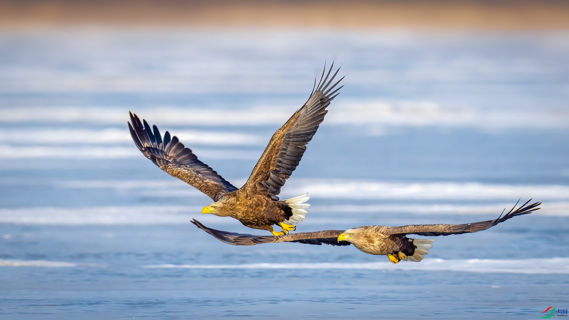 ��β����