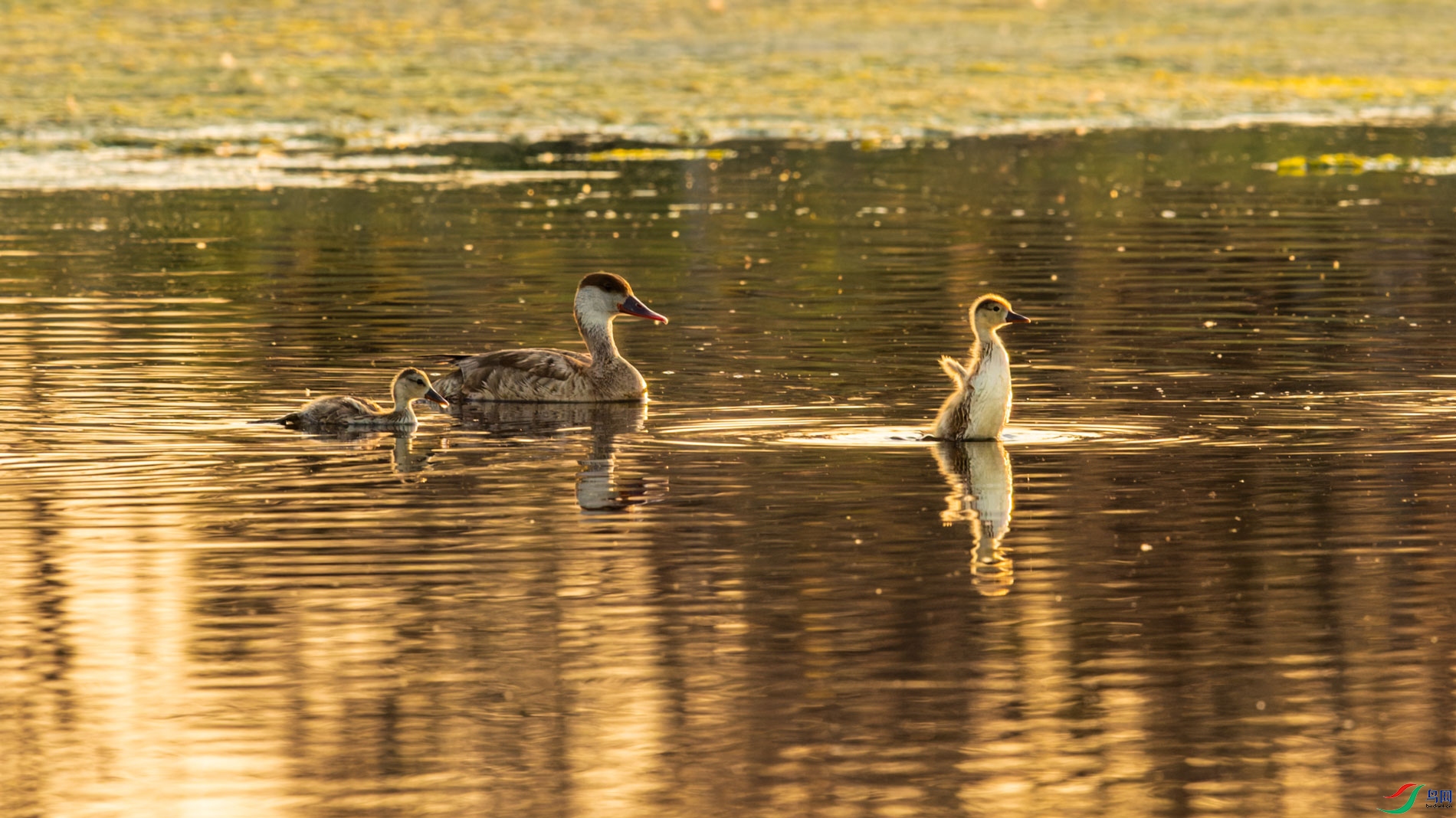 AR2I3596-CR2_DxO_DeepPRIMEXD-1.jpg