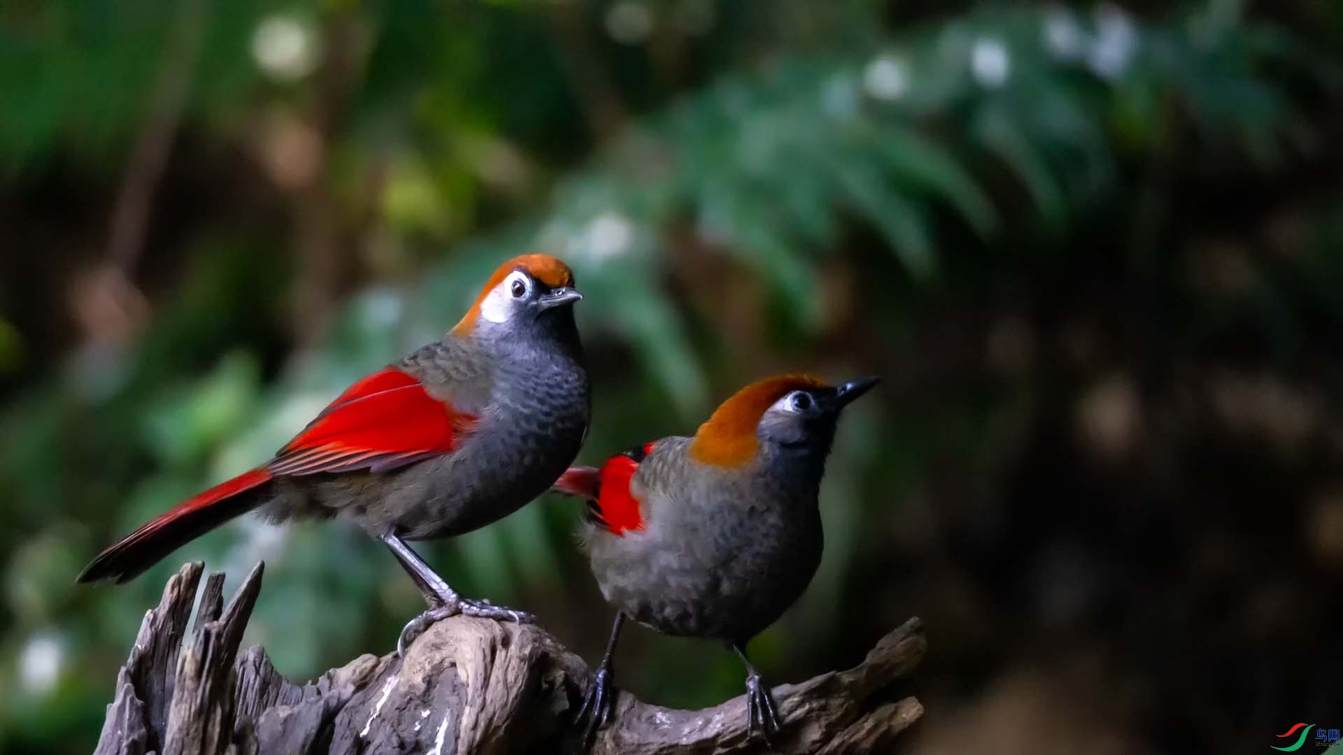 ��β����