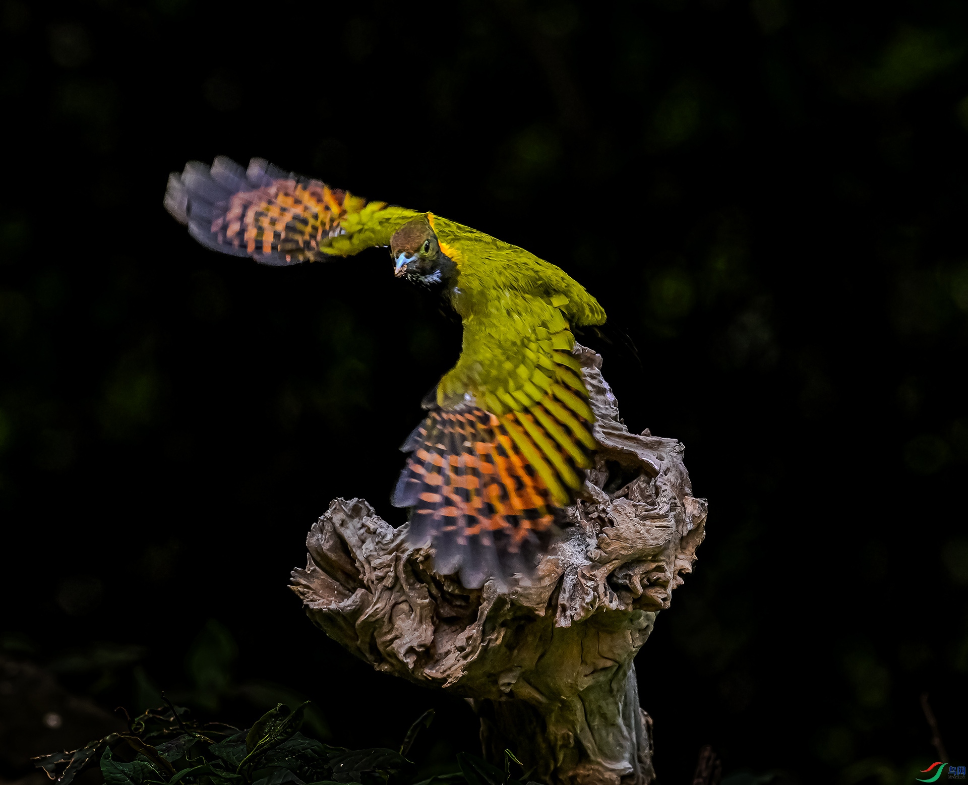 �ƹ���ľ��