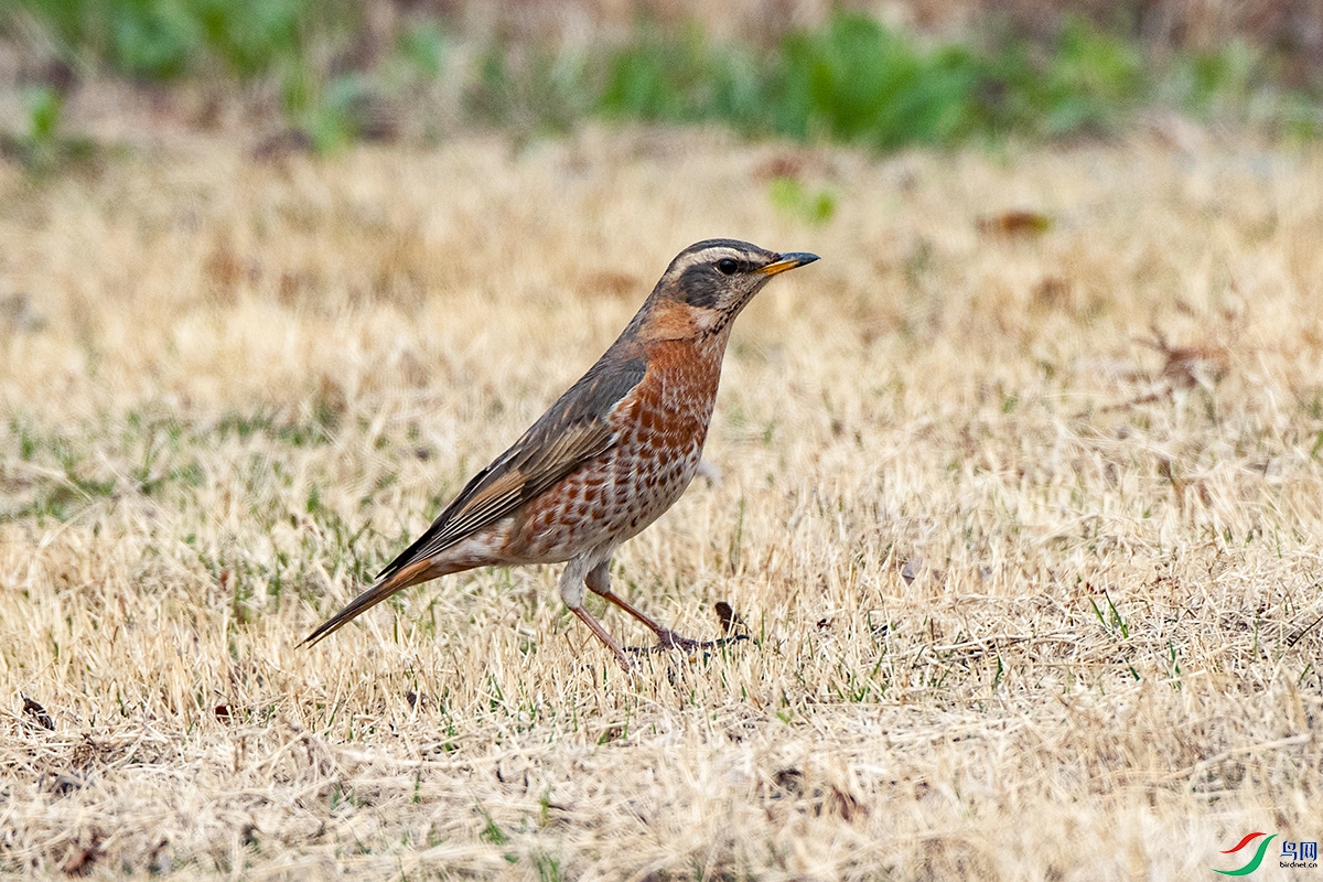 _DSC0101-.jpg