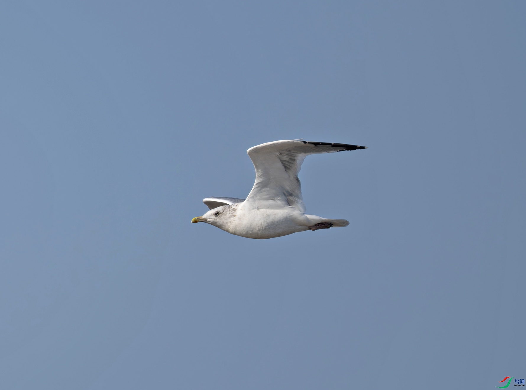 _DSC8426f.jpg