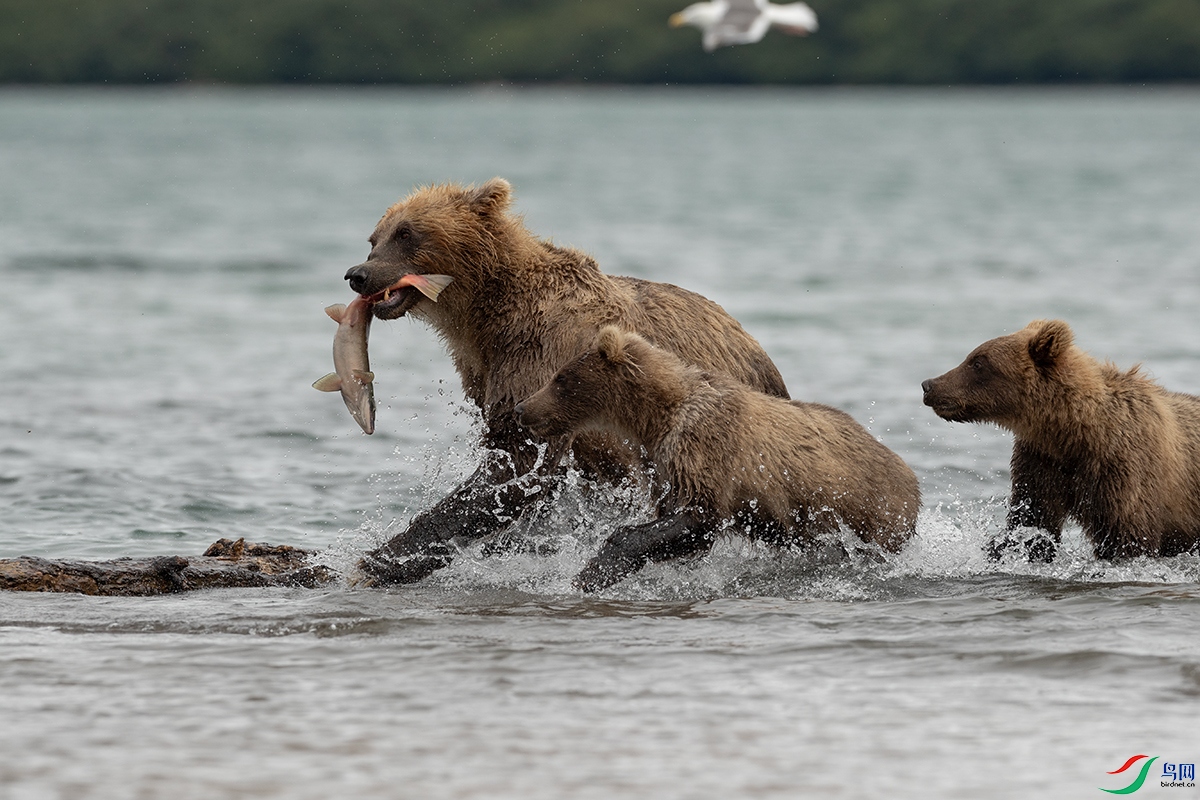 ����˹�����